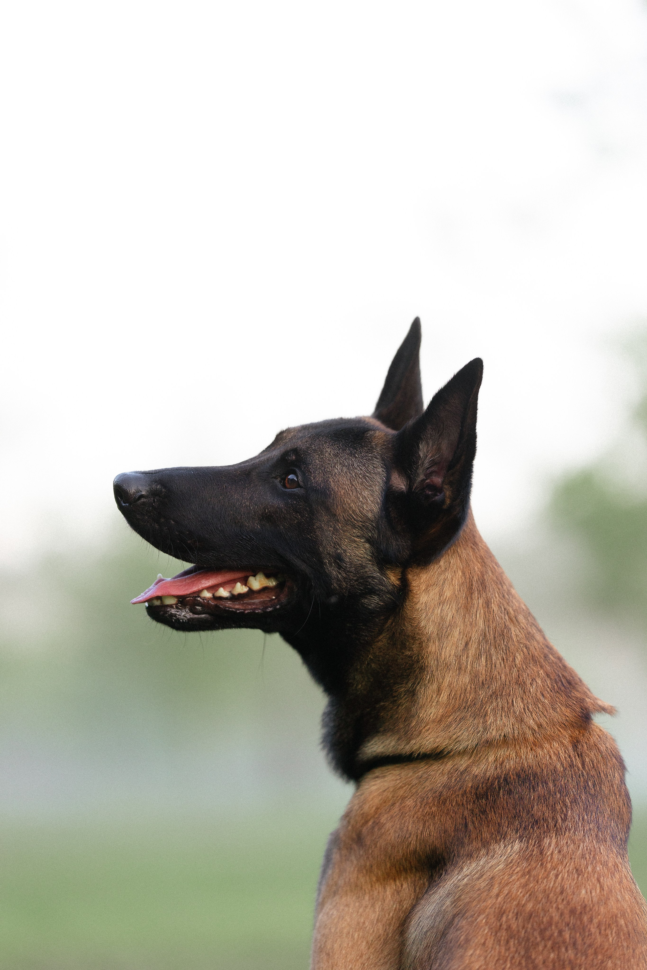 Галина и Кодекс. Фотограф и видеограф анималист Аганина Дарья