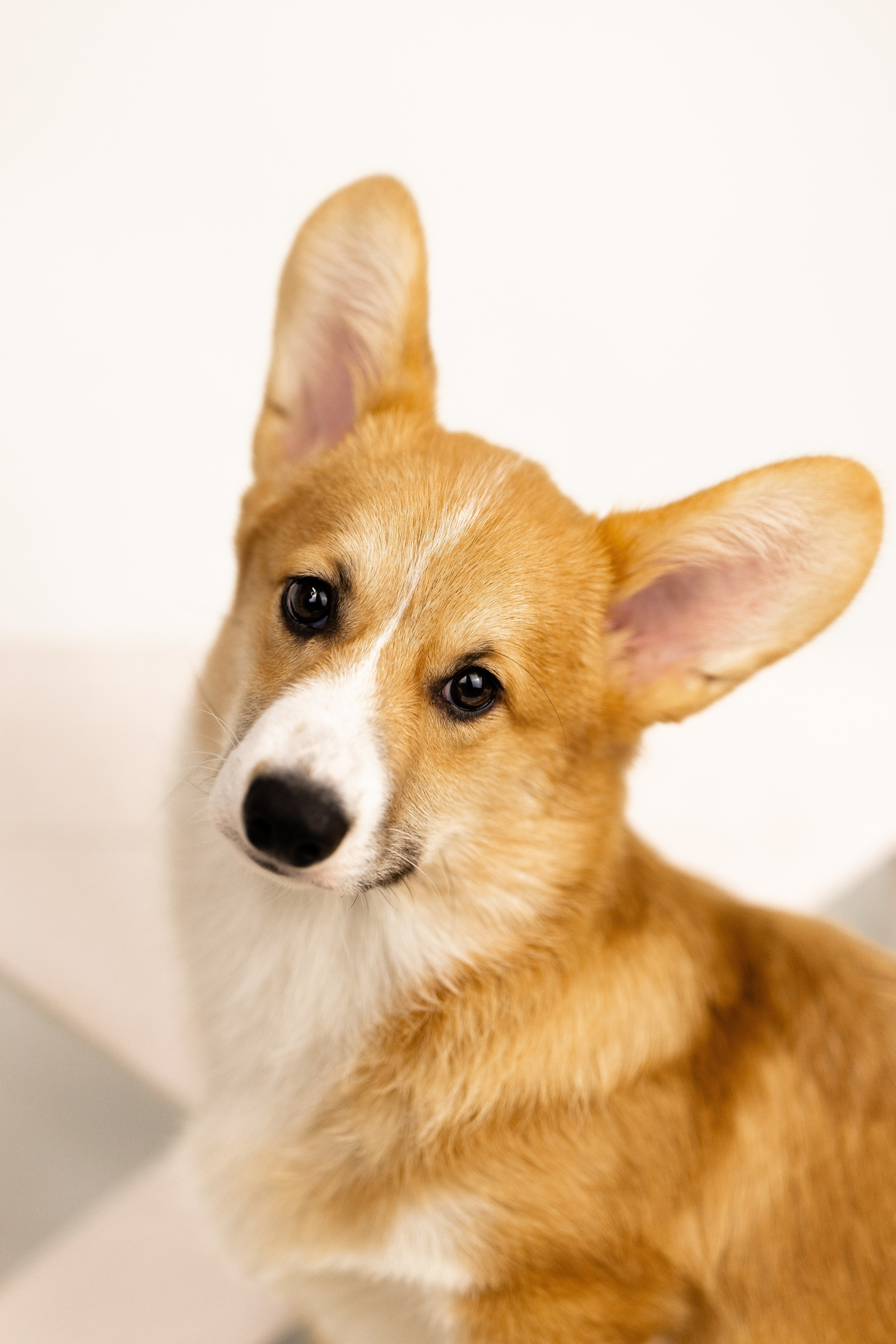 Корги. Фотограф и видеограф анималист Аганина Дарья