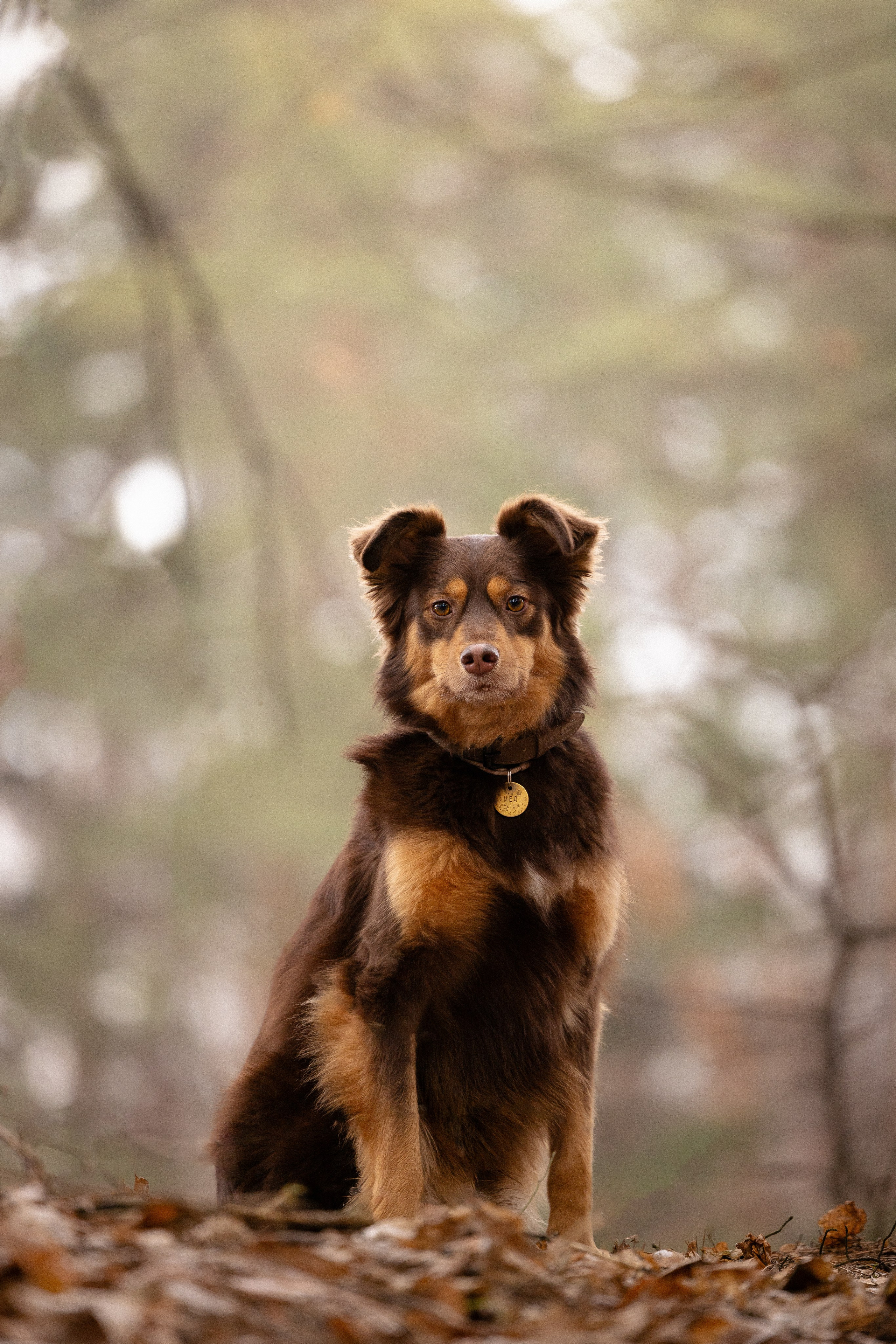 Катя и Мёд. Фотограф и видеограф анималист Аганина Дарья