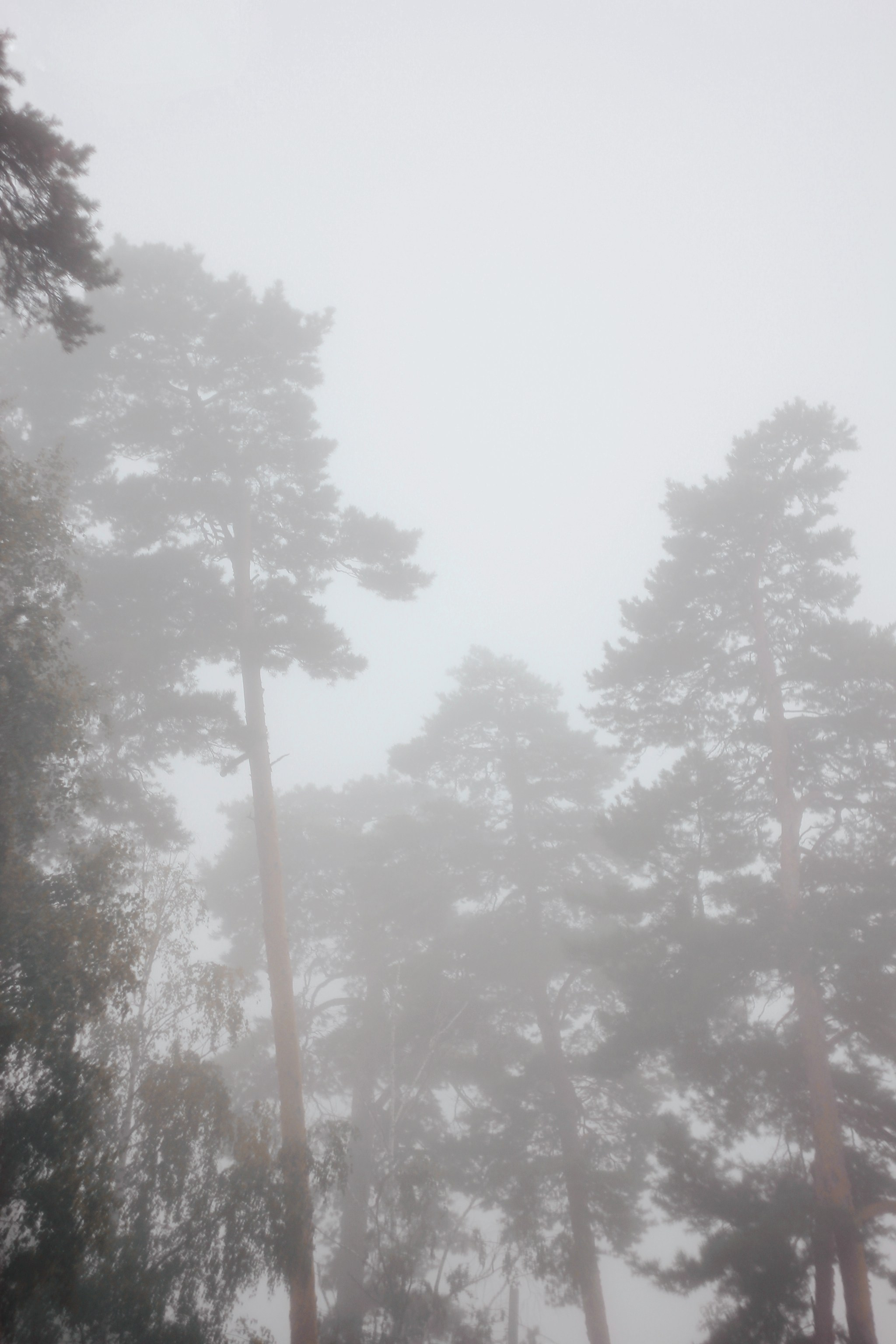 Меланхолия августа. С любовью, фотохудожник