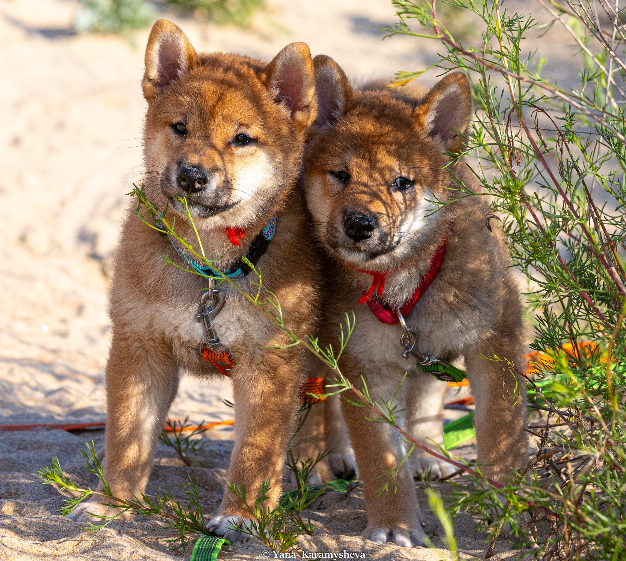 Помёты. Yana Karamysheva Animal Photo