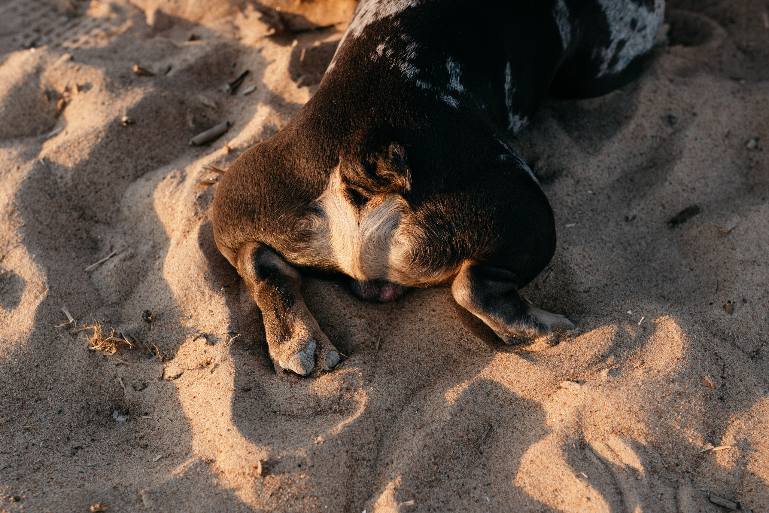Коля и Бакс. Фотограф анималист в Москве Ольга Агушева