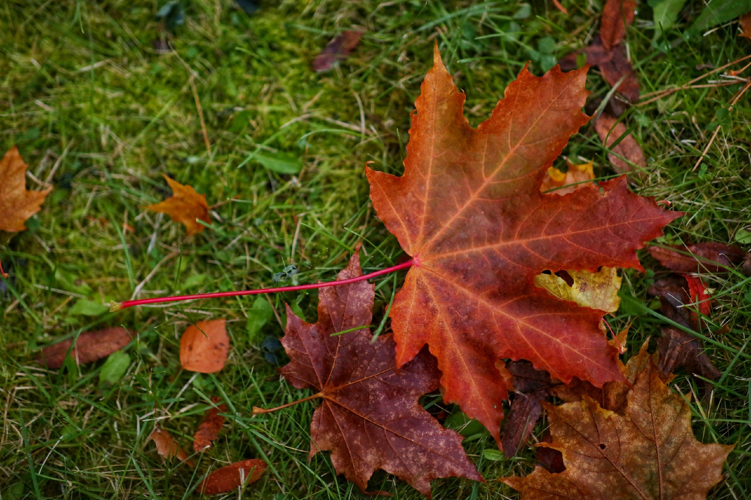 Осень. Фотограф в г. Сургуте Марина Киприна