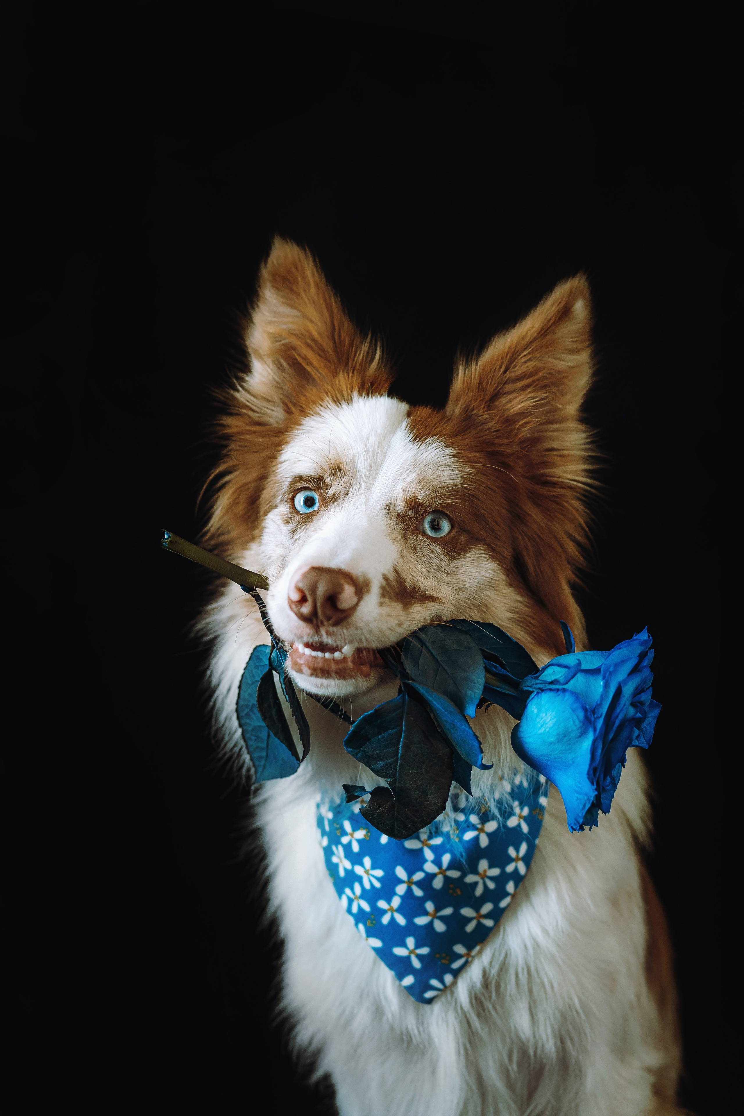 День рождения Айко