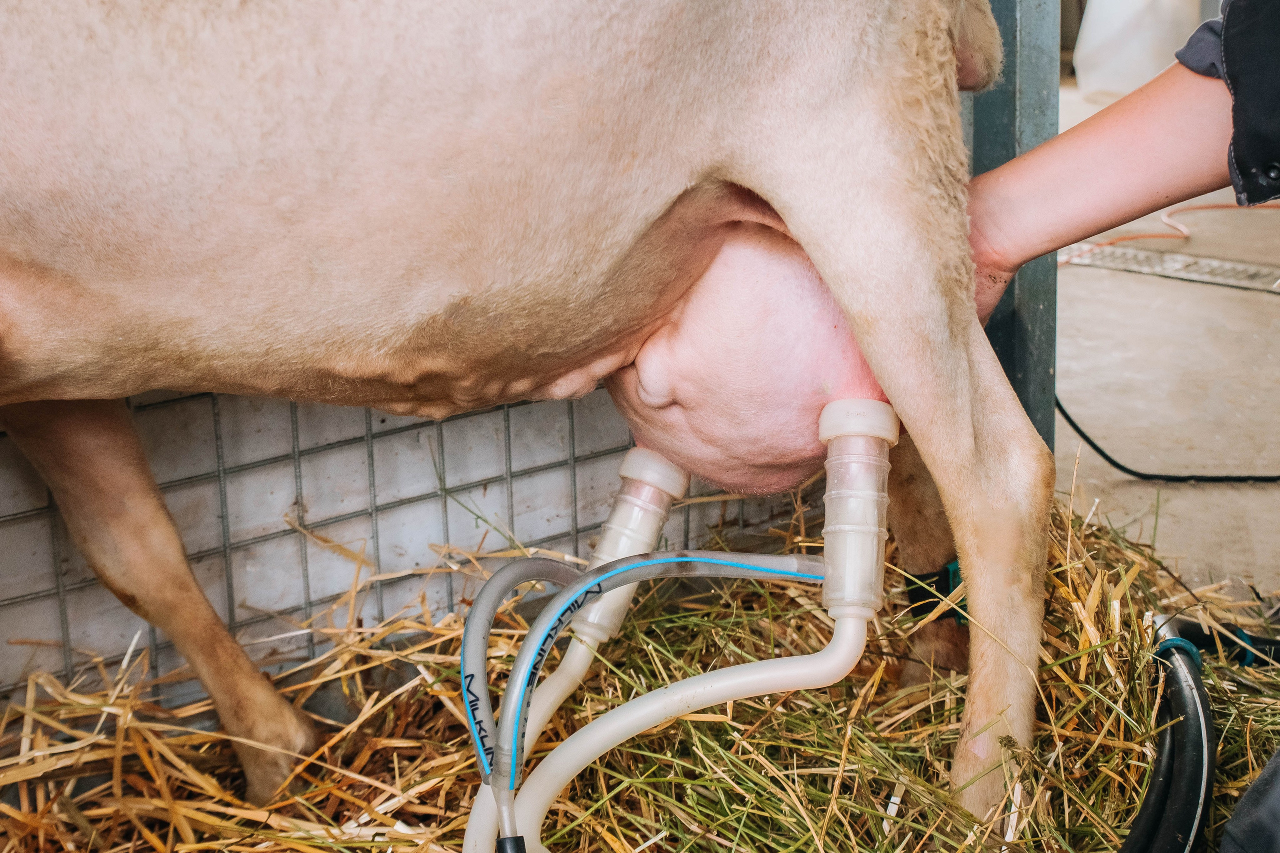 Овечья Ферма. Агрокурьер Красный Яр. Главная