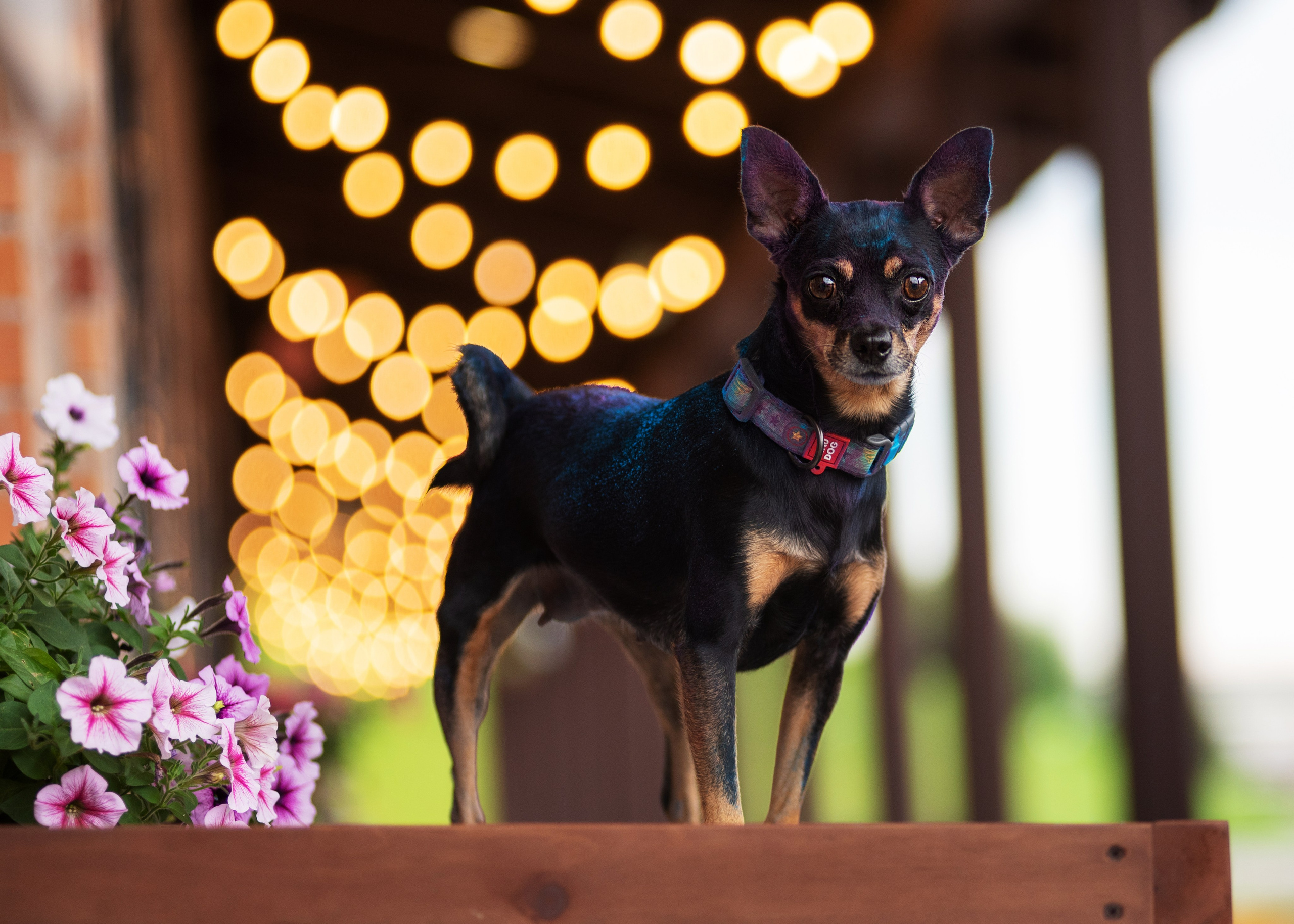 Мотя и краски холли. Дог-фотограф в Тюмени Александра Королева