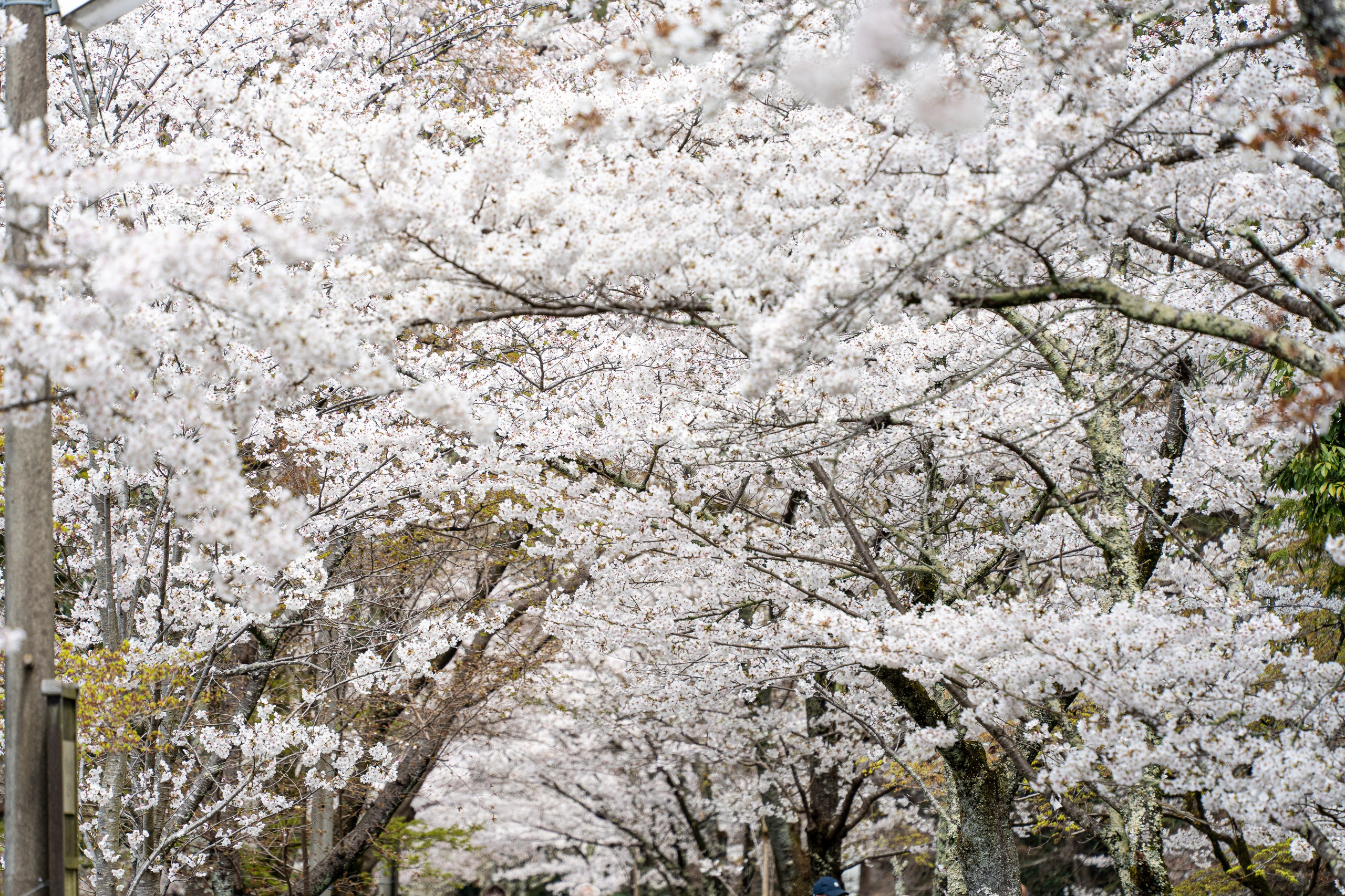 Япония, сакура. Творческие сьемки