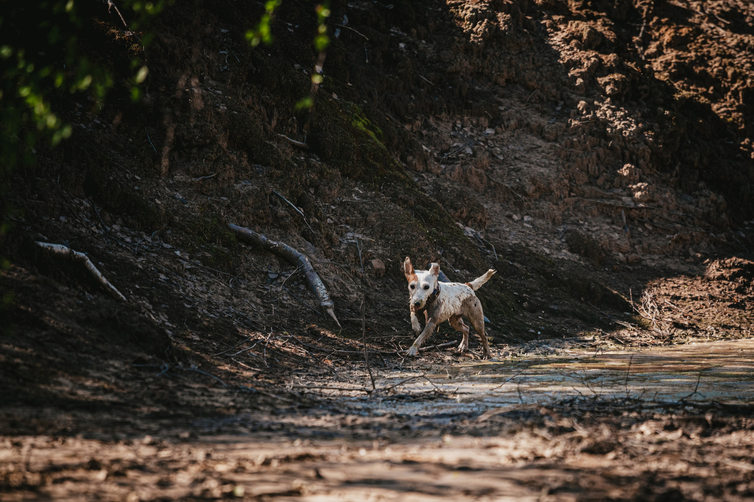Кондуки. Фотограф-анималист Татьяна Степанова