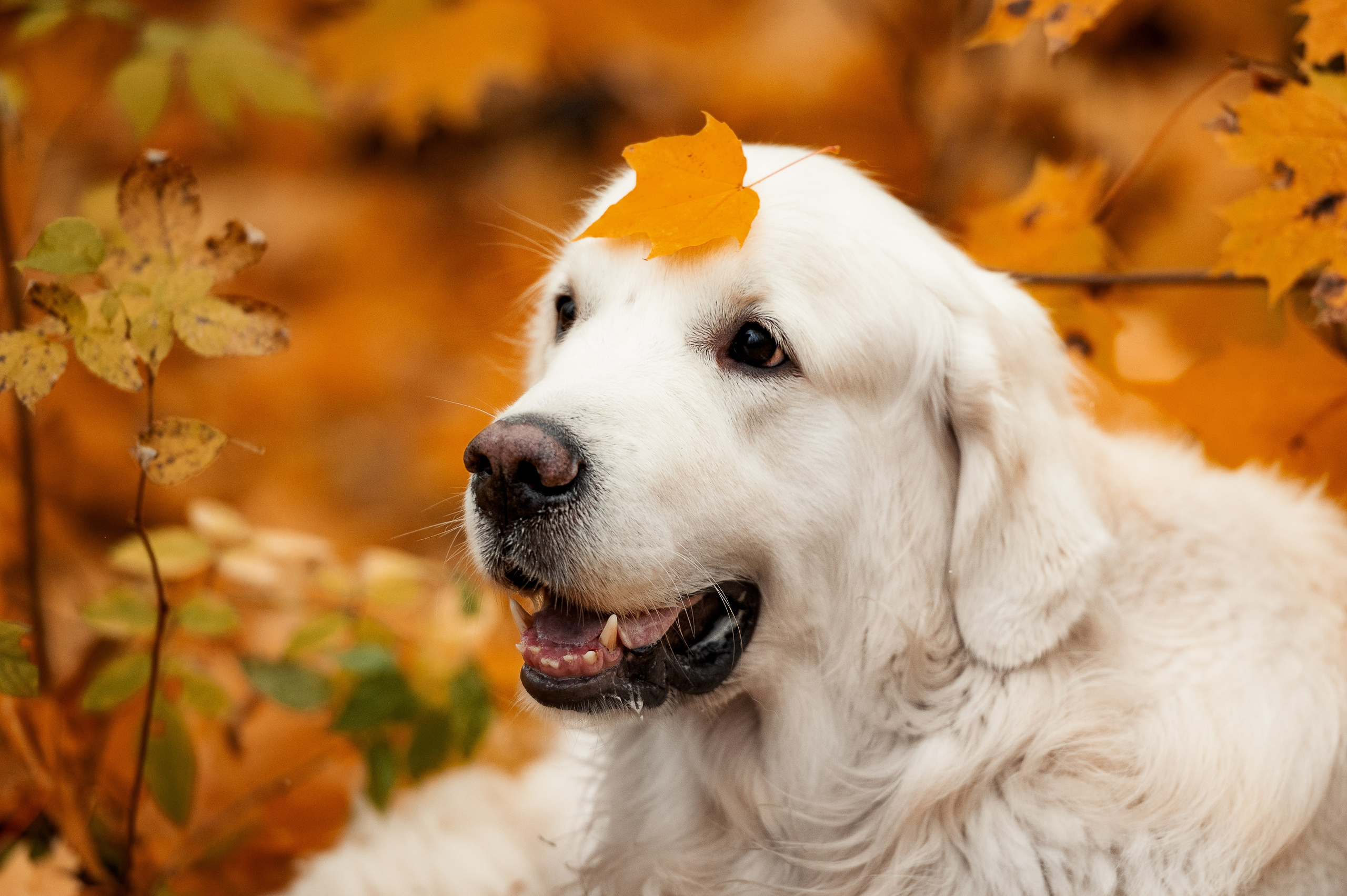 Айс и золотая осень. Фотограф-анималист