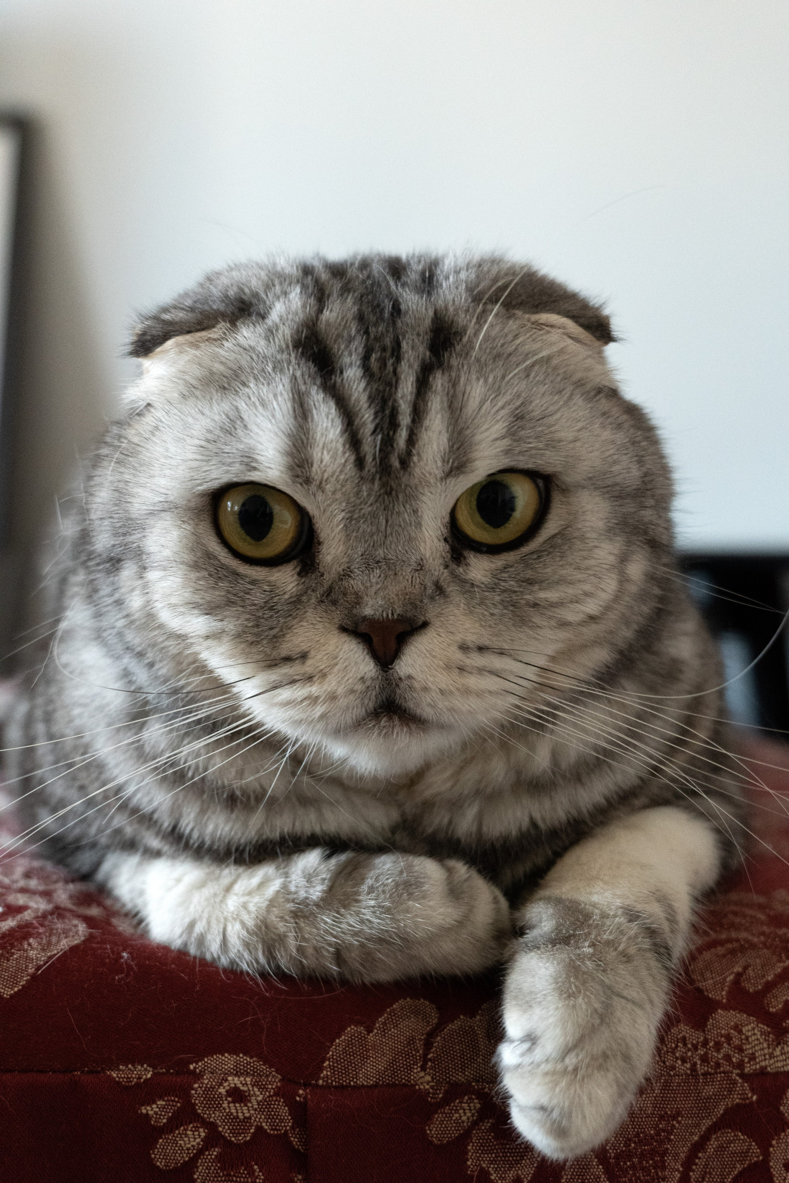 Материнские будни. Фотограф видеограф Ольга Василевская