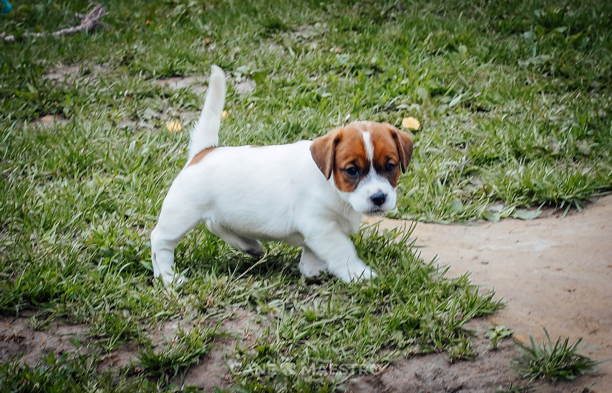 Ш_FEMALE_SHIZGARA. CANE MAESTRO — kennel Jack Russell Terrier