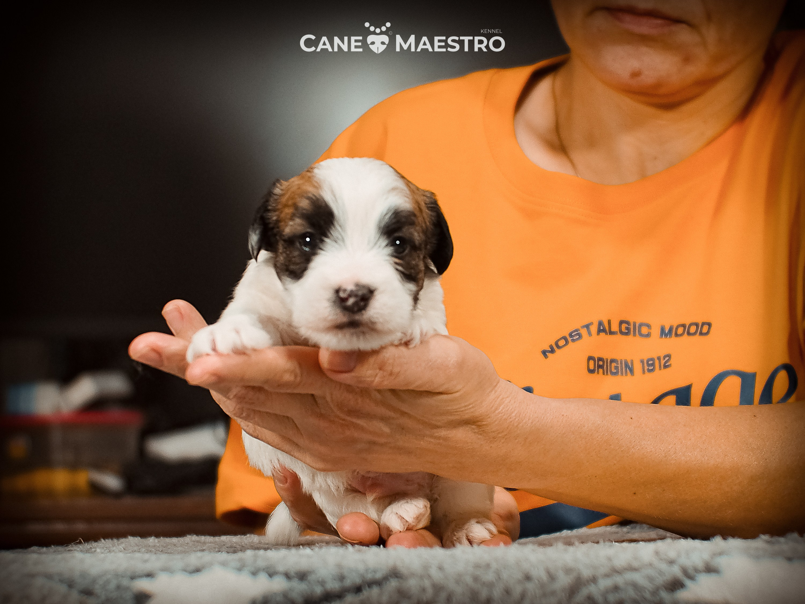 КОБ_ЛИСА_05_01_26. CANE MAESTRO — kennel Jack Russell Terrier