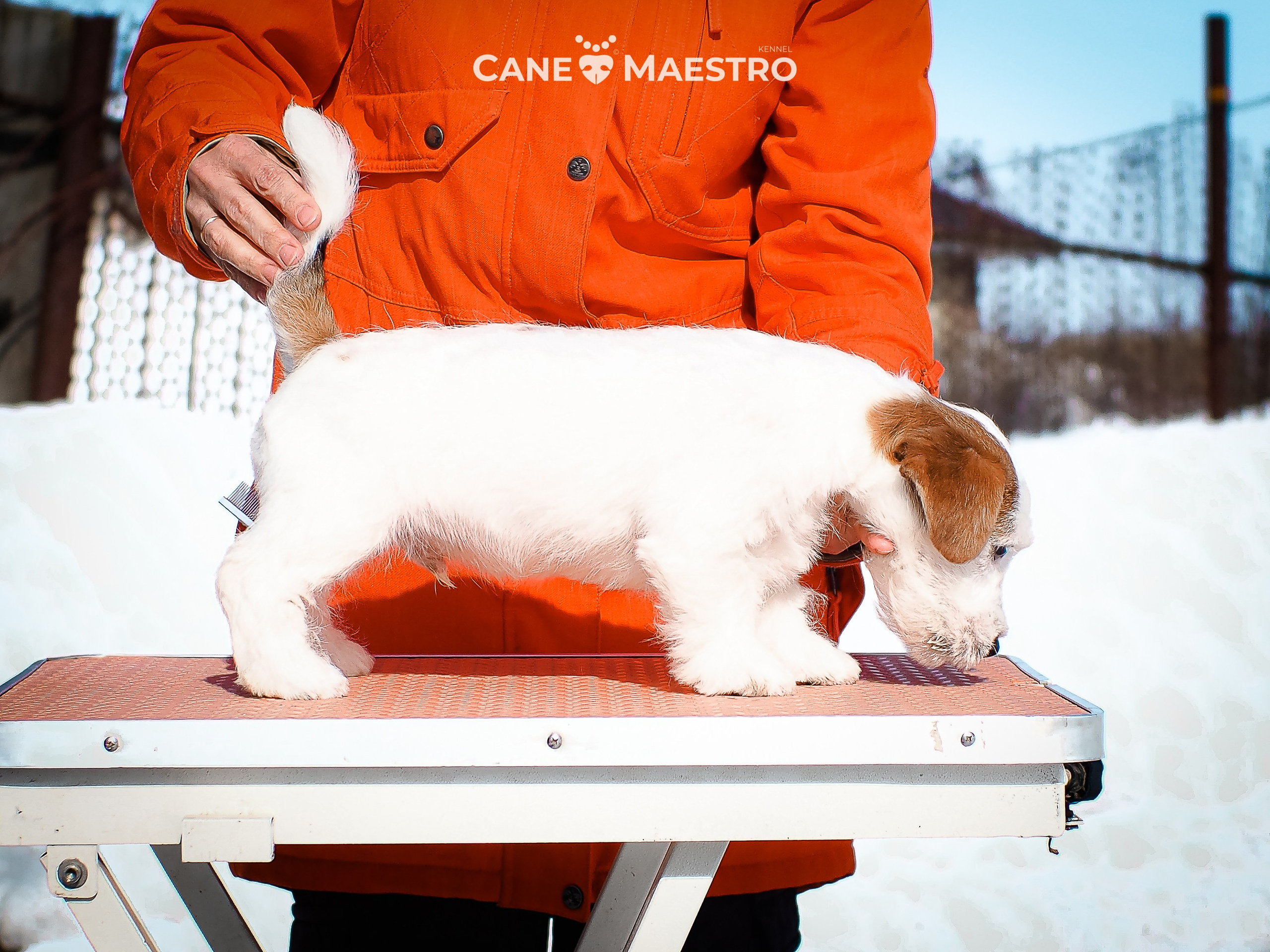 КОБ_Б_МОНОКЛЬ. CANE MAESTRO — kennel Jack Russell Terrier