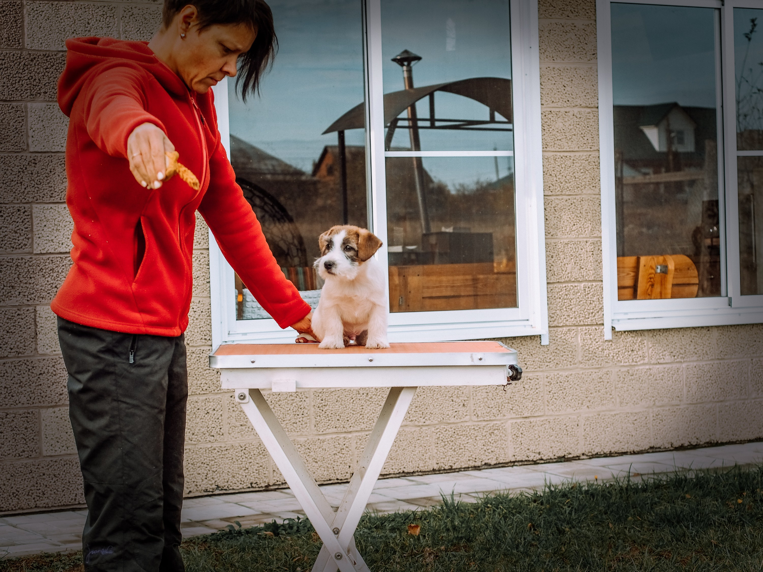 Щенок кобель ДРТ. КАНЕ МАЭСТРО — питомник Джек рассел терьеров