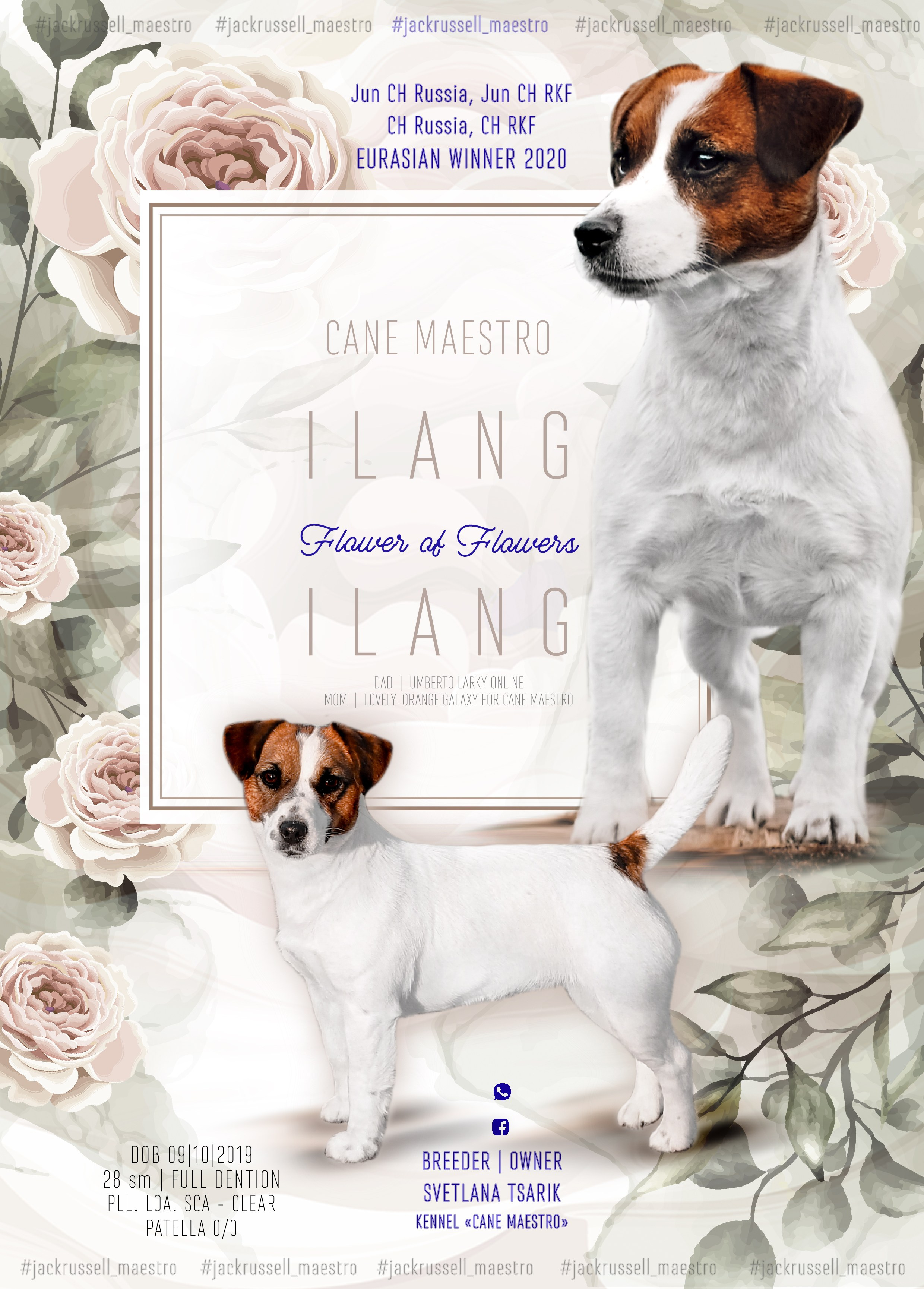 CANE MAESTRO ILANG-ILANG. CANE MAESTRO — kennel Jack Russell Terrier