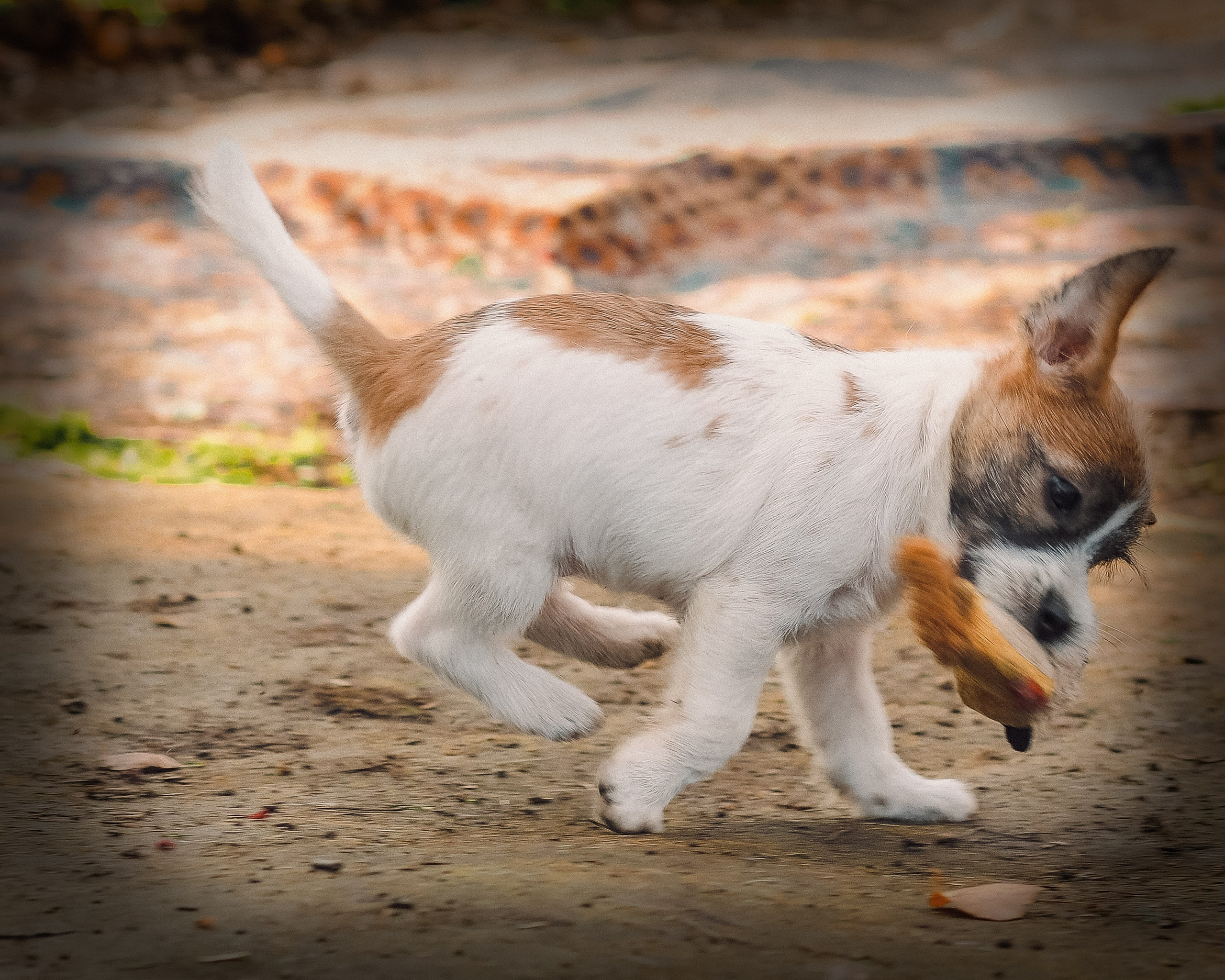 X_female_2_b-t. CANE MAESTRO — kennel Jack Russell Terrier