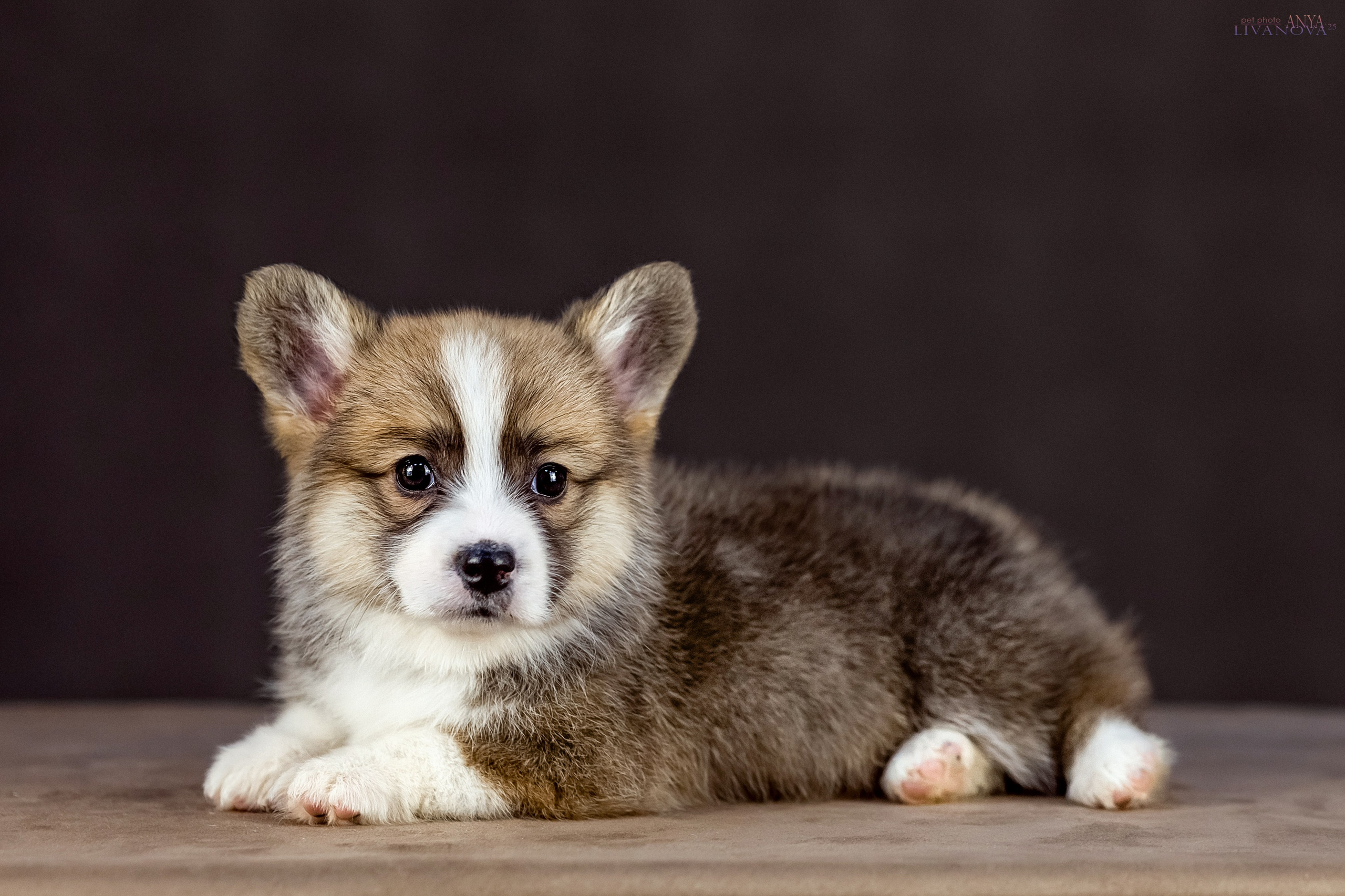 Коржики. Фотограф анималист Аня Ливанова | Рыбинск