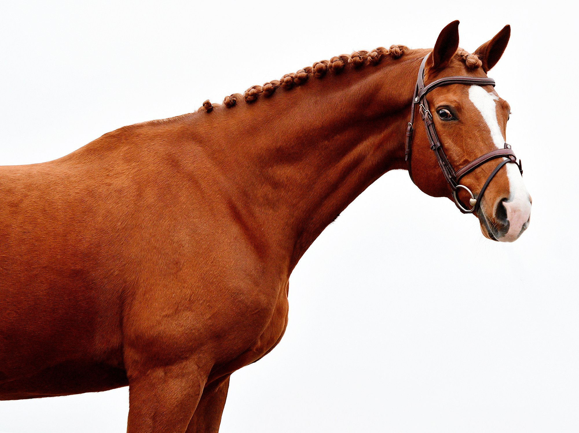 Портреты. Конный фотограф Alesya Safe