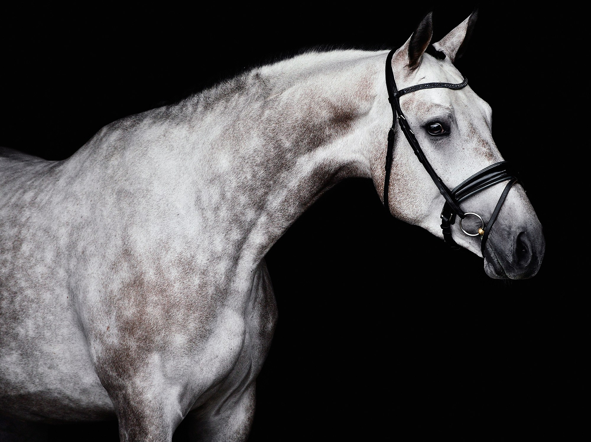 Черный фон. Конный фотограф Alesya Safe