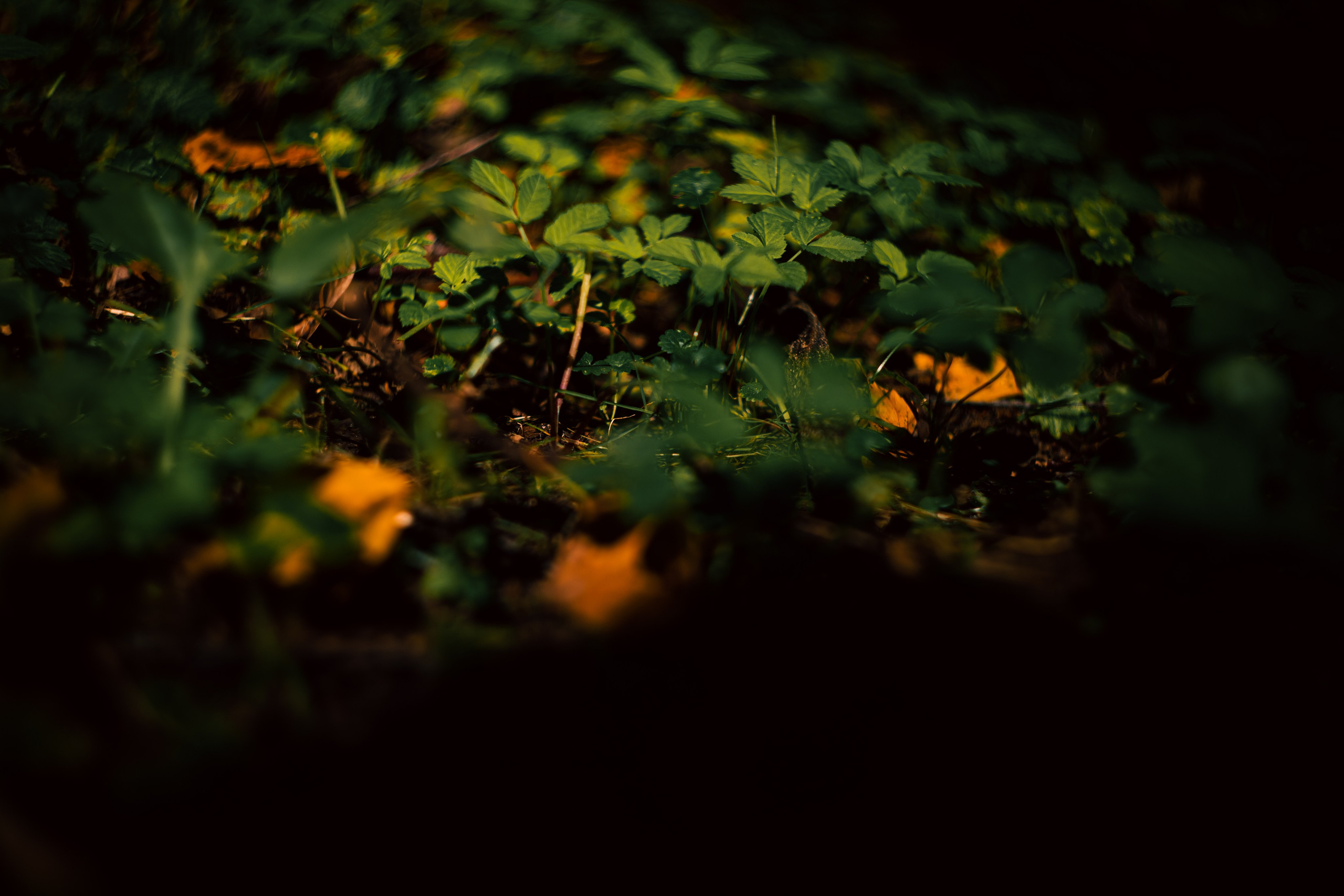 Сентябрь 2024. Efremovaphoto.ru