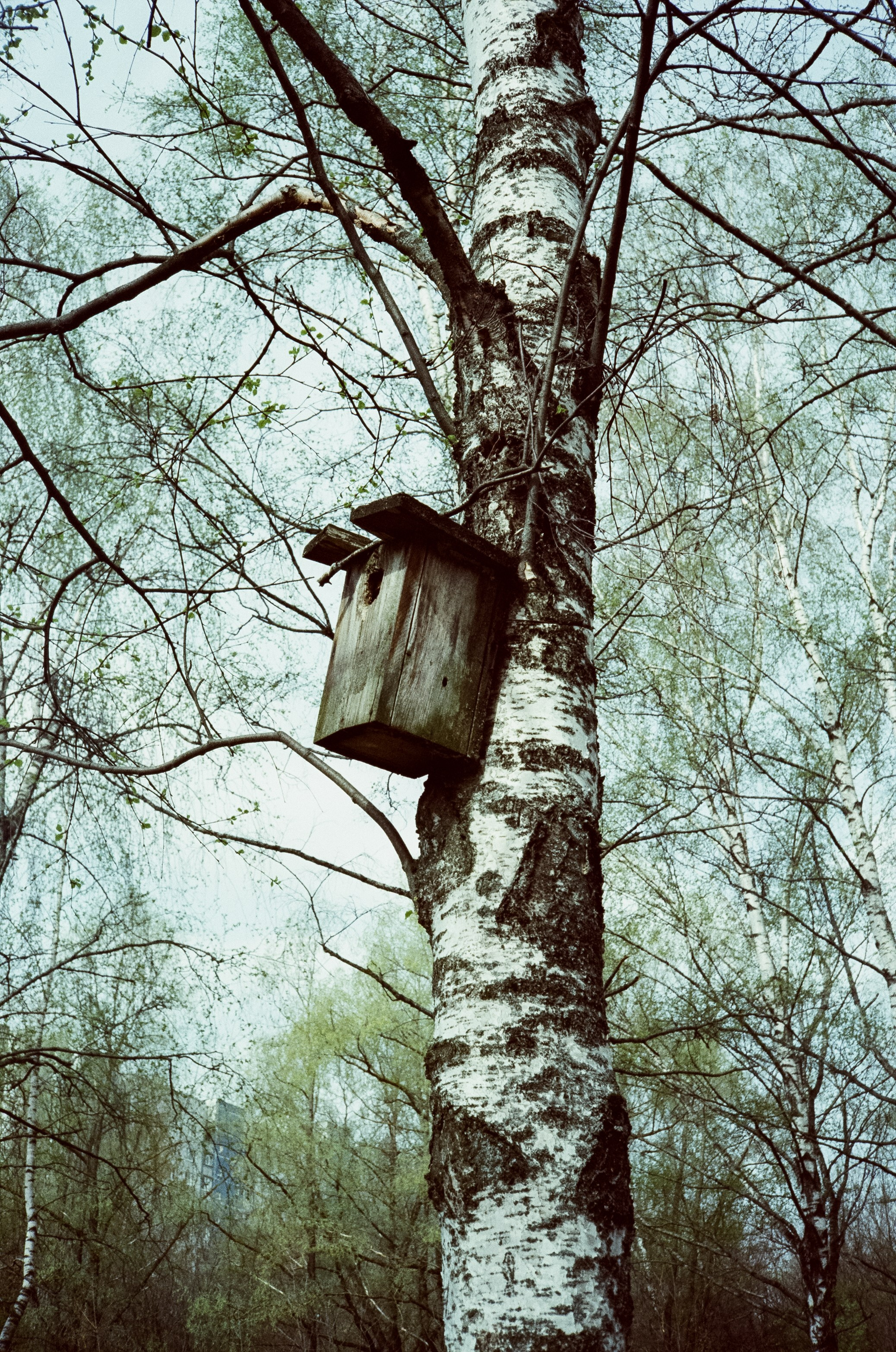 Ricoh 500GS / SFL 200T / Строгино тестовая пленка апрель 2024 г