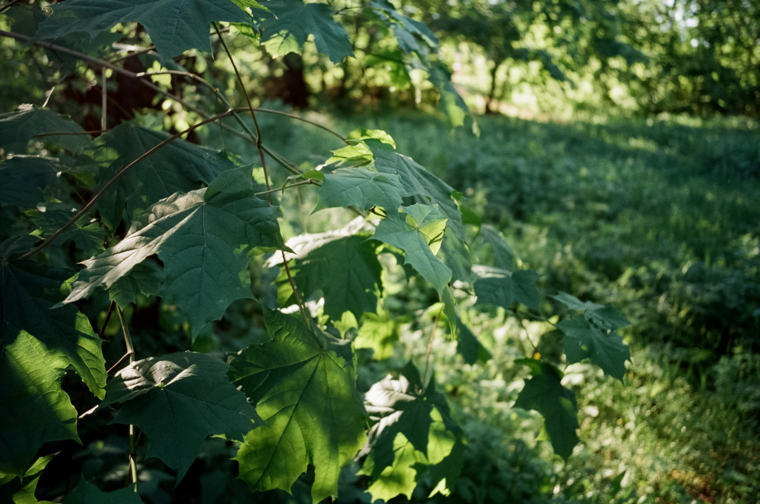 Ricoh GR10 / SFL 250D / Тестовая пленка у речки в Строгино