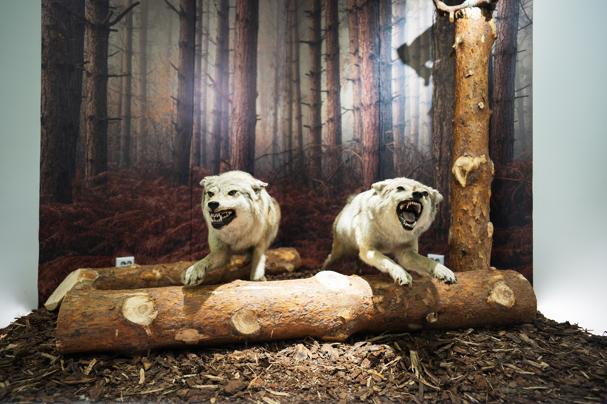 Ночь музеев 2024. Фотограф на любое событие в Кемерово