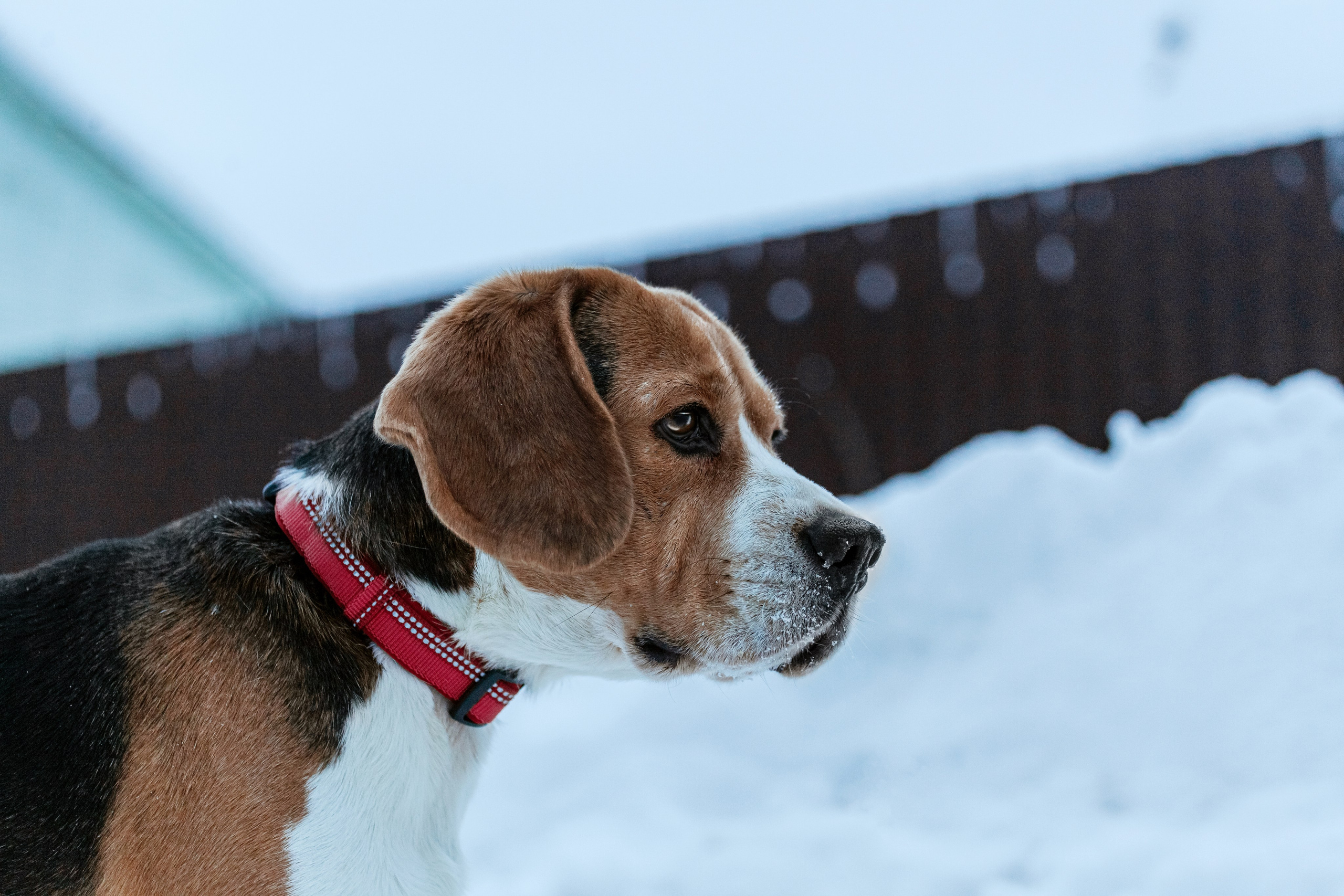 Дом для Биглей 2023. Фотограф-анималист Татьяна Степанова