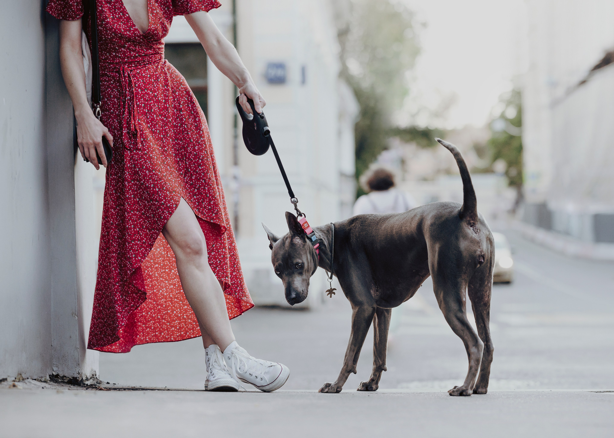 Шарма. Фотограф- анималист Александра Матвеева