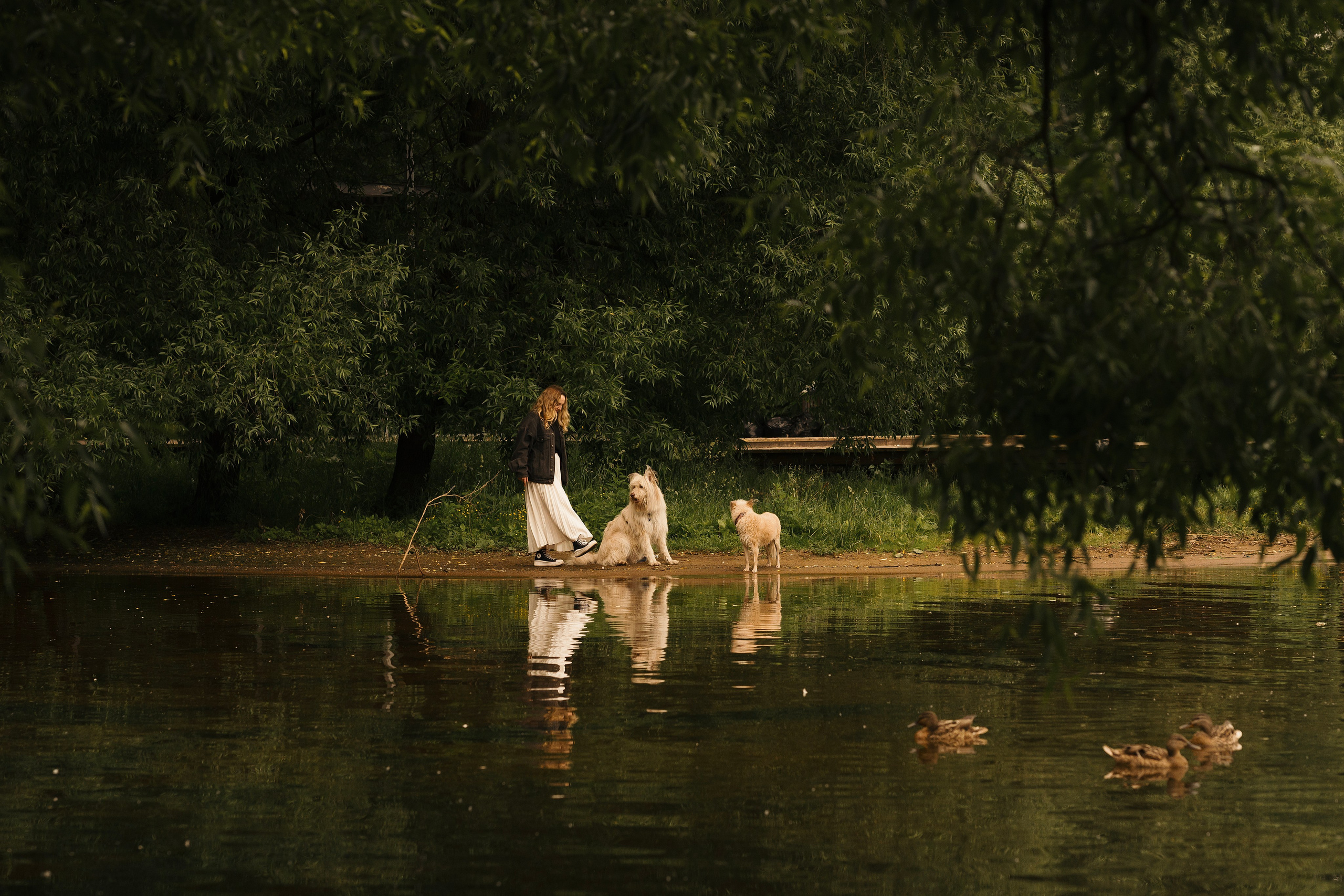 Акиро и Йоши. Фотограф- анималист Александра Матвеева