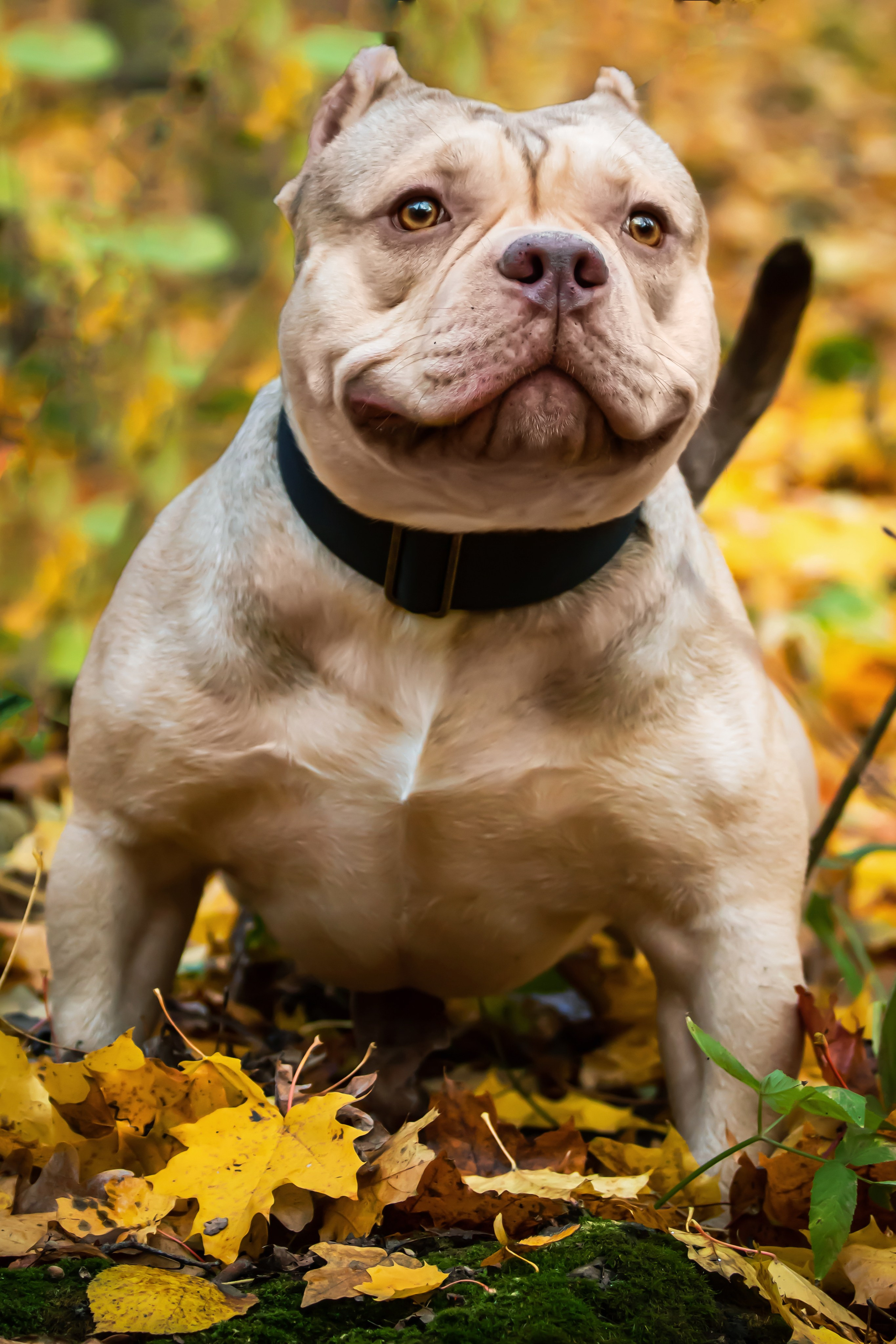 Фотосессия с животными. Фотограф анималист — Тула, Москва