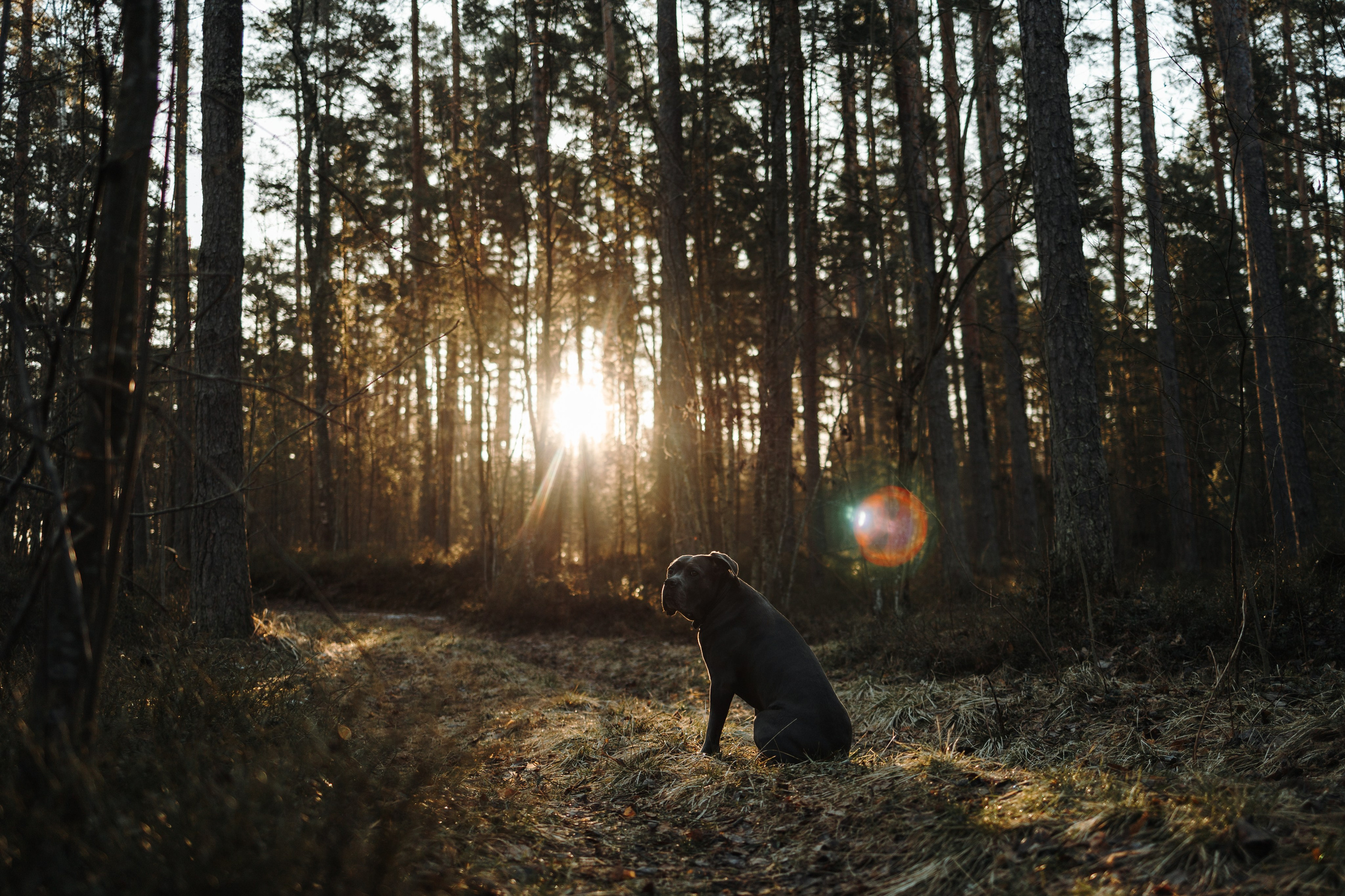 Анна и Лана. Фотограф — Анималист | Санкт-Петербург