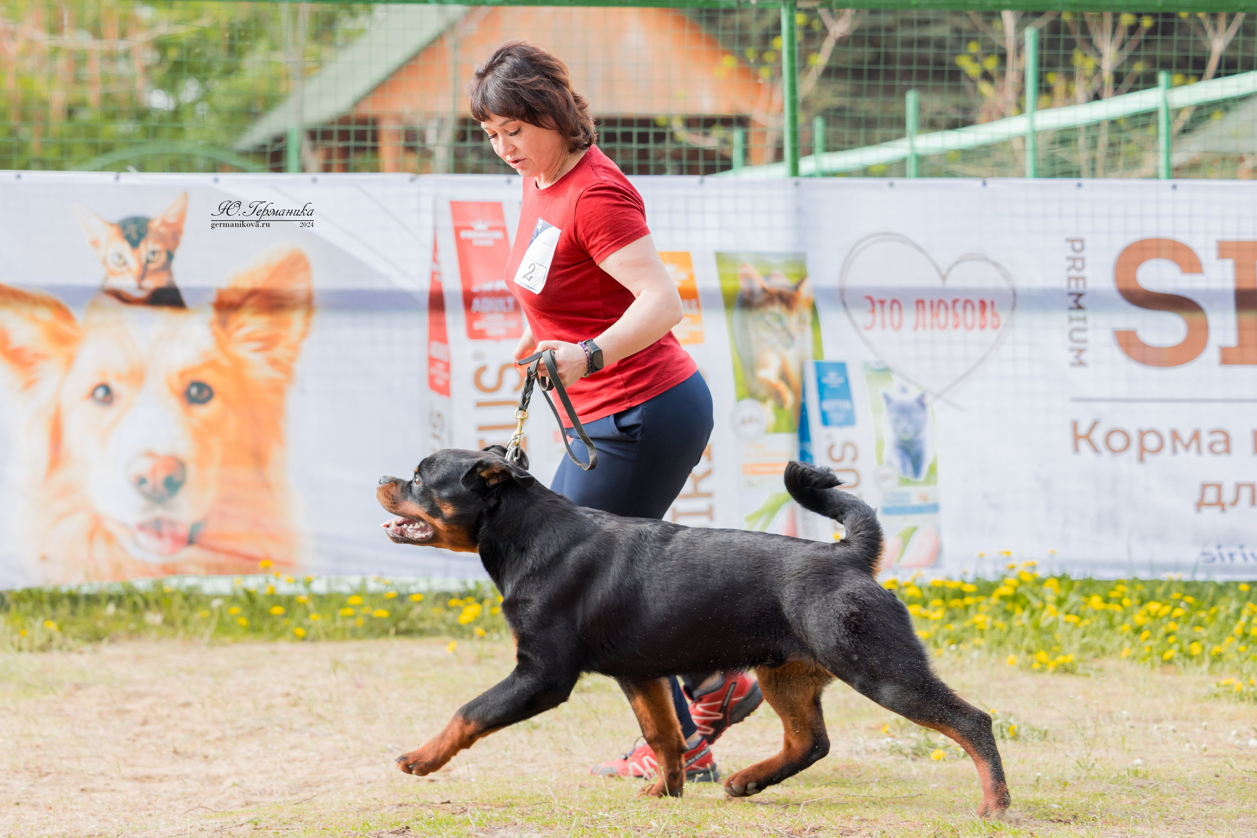 Саратов 2 х моно ротвейлеров 28-29.04.2024. Фотограф-анималист Юлия Германика