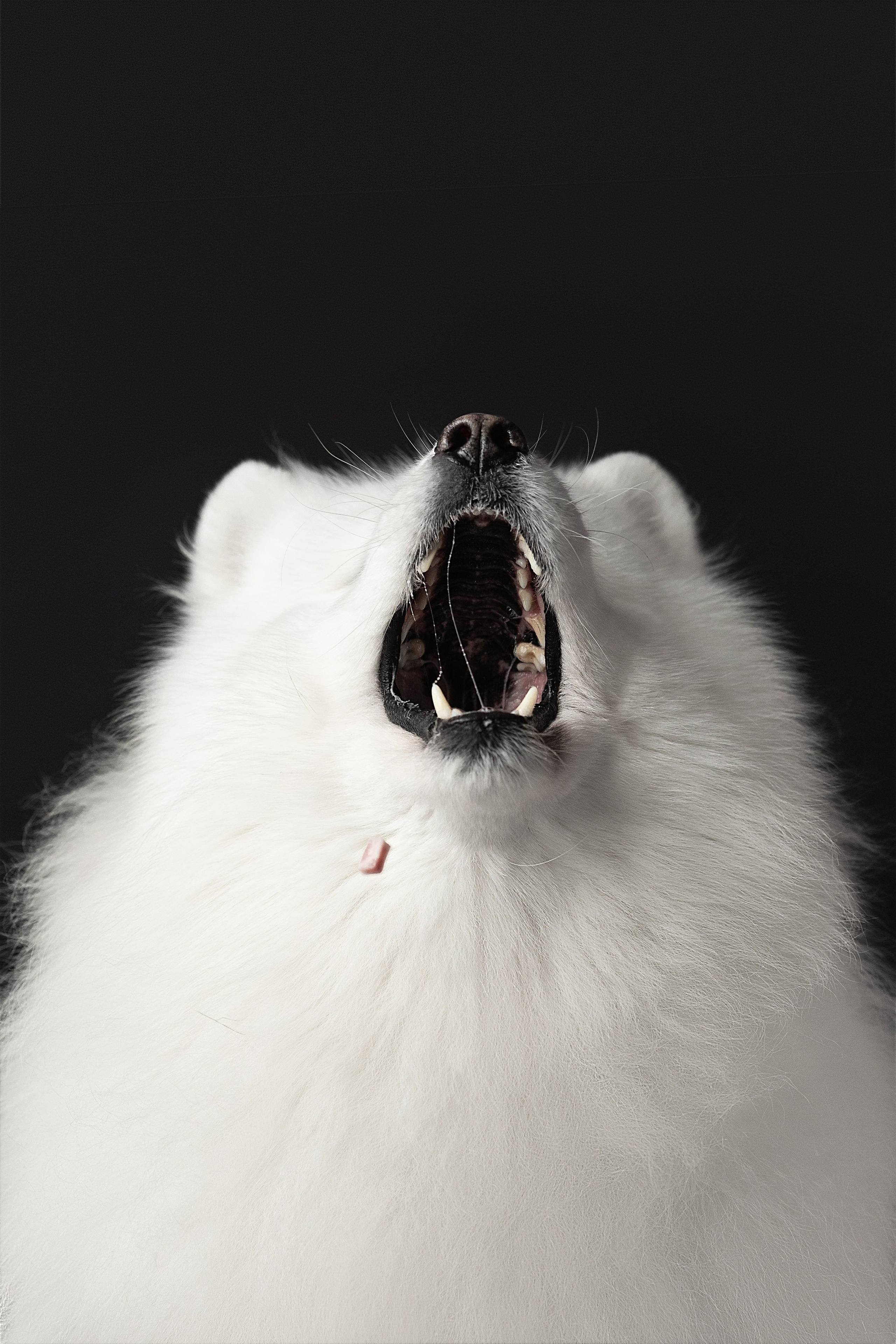 Студия, летающие вкусняшки. Фотограф анималист в Москве Майорова Евгения