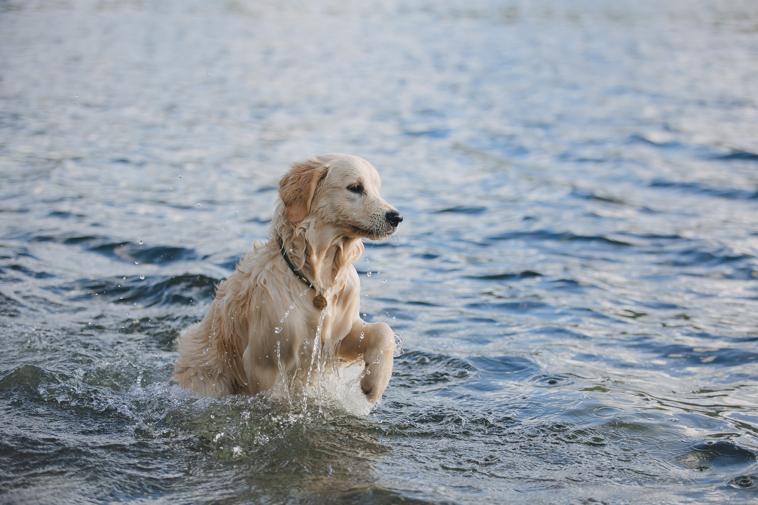 Снежик и Веста. Свадебный и женский фотограф