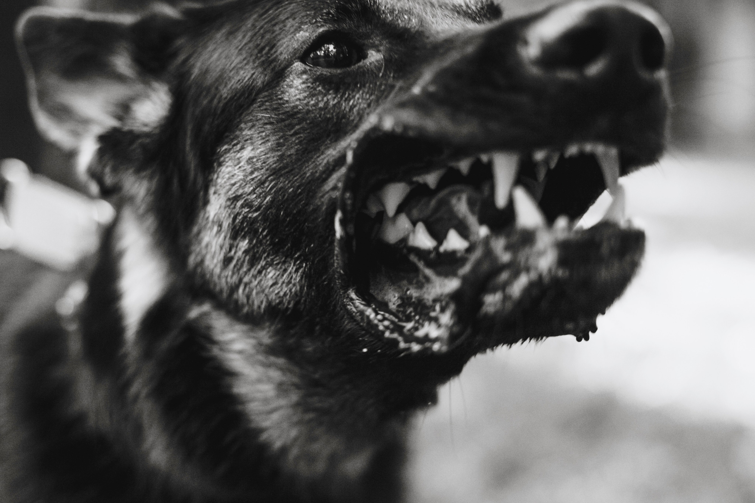 Илай. Фотограф-анималист Татьяна Степанова