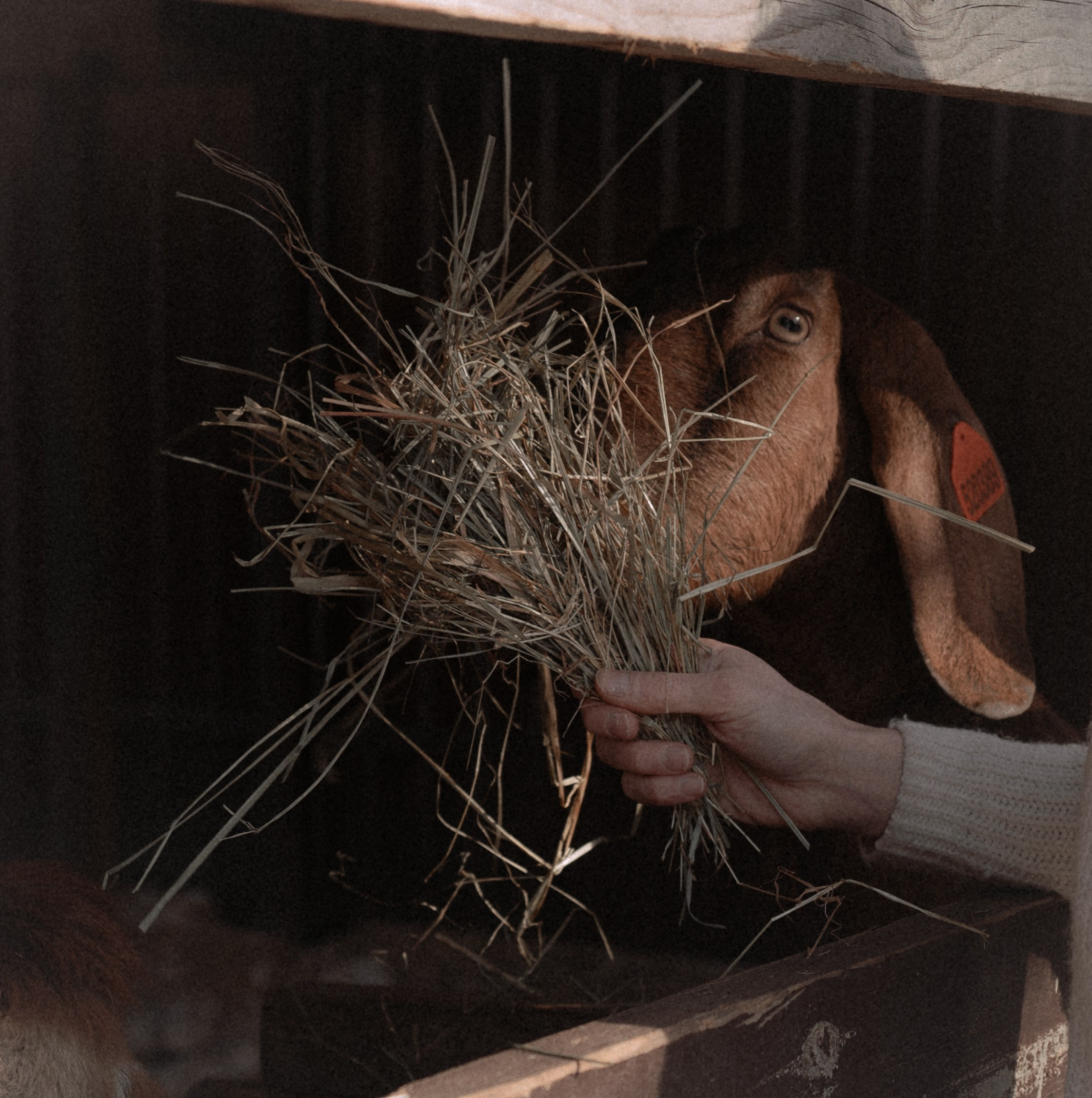 Маша, бигль Вера и её ферма. Семейный фотограф в Москве Алёна Чача