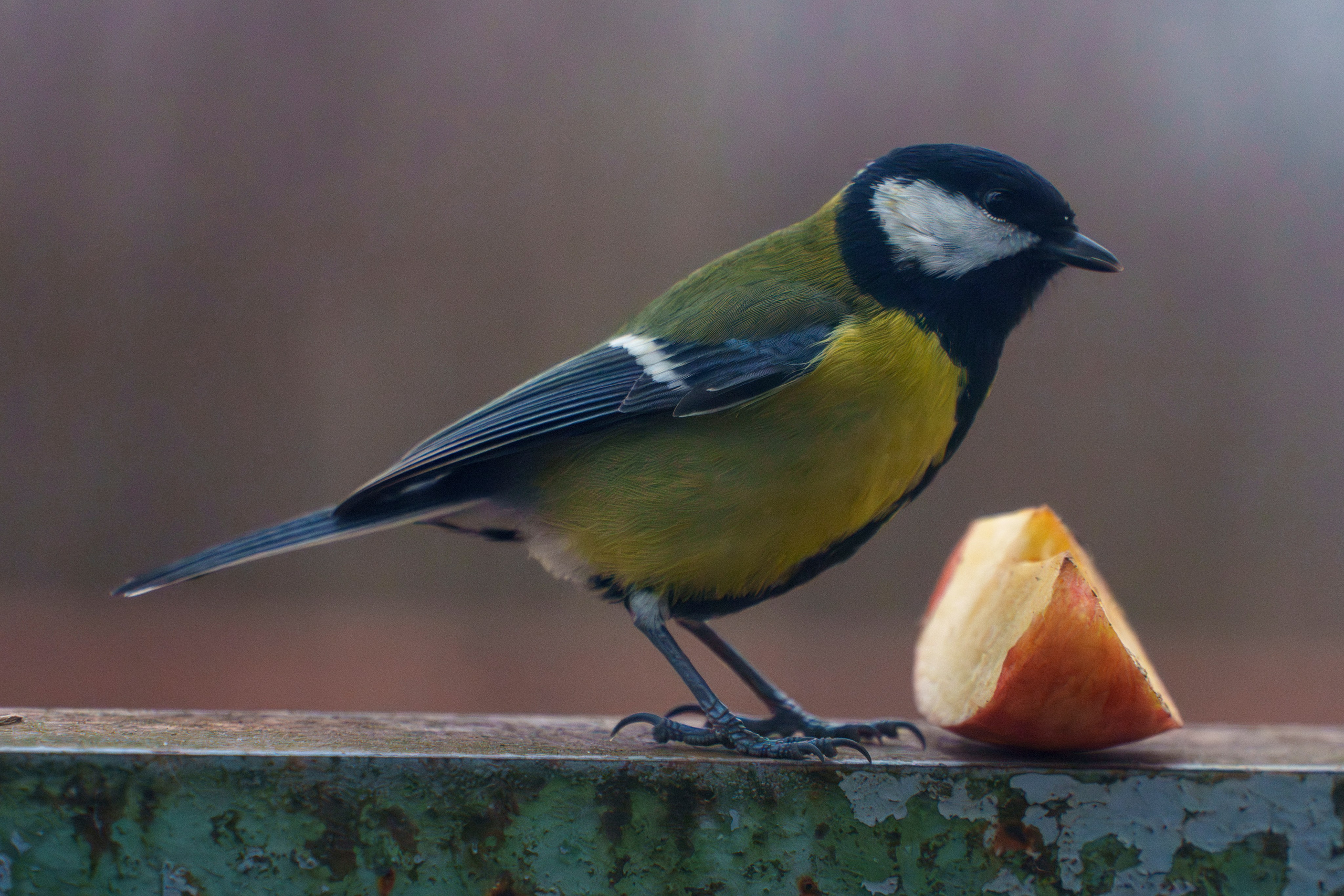 Animals — Животные