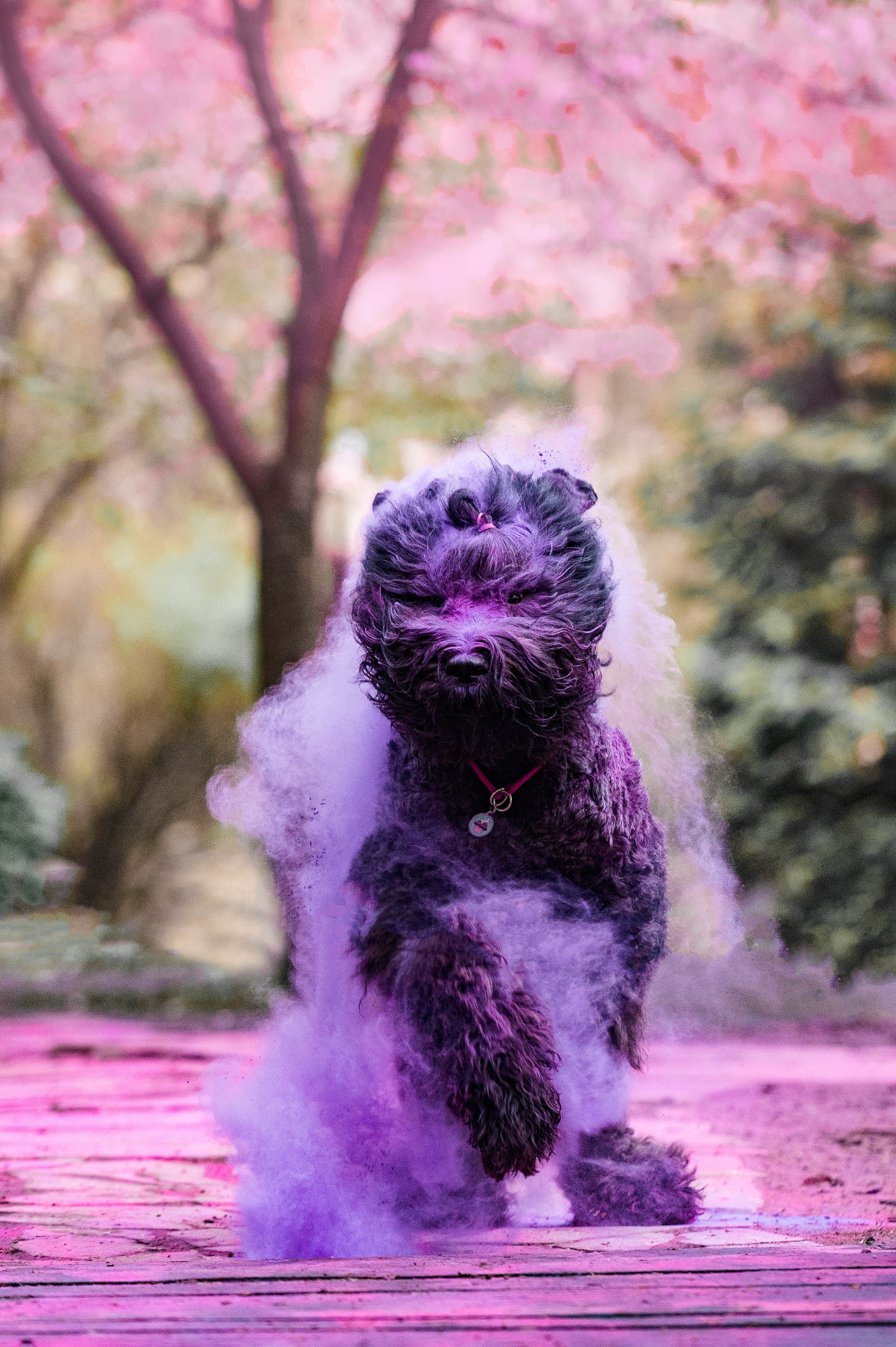 Черныши, сакура и краски холи. Фотограф-анималист