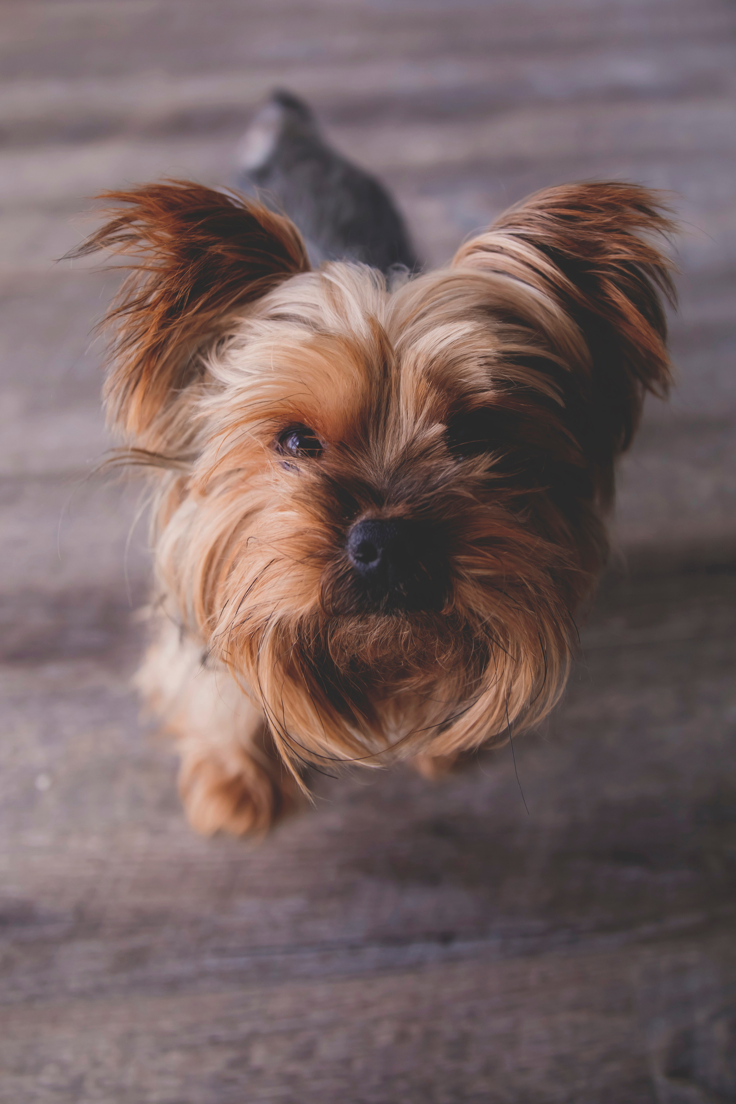 #фотографсочи. Свадебный и семейный фотограф Колоскова Мария (Сочи и весь мир)