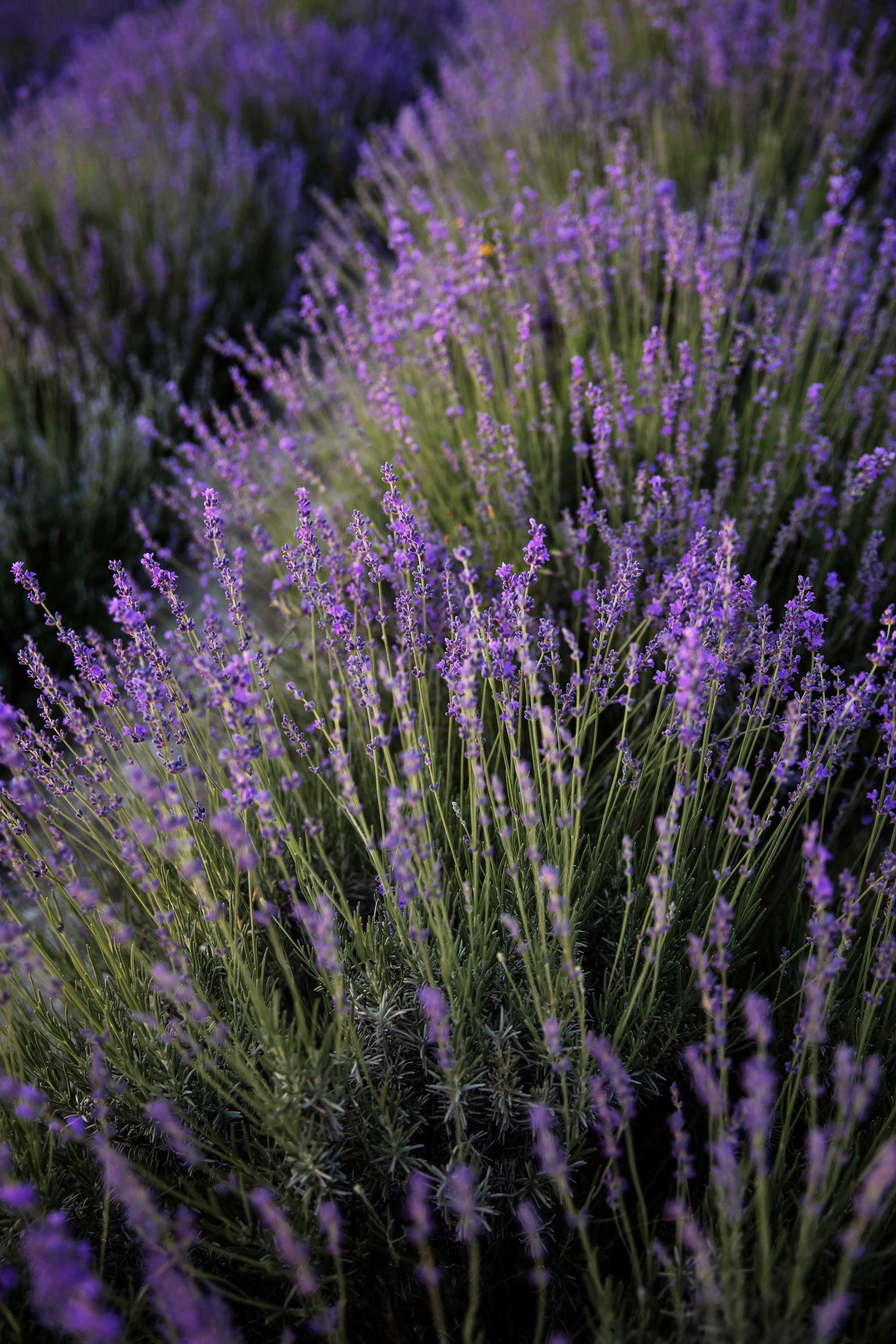 #фотографсочи. Свадебный и семейный фотограф Колоскова Мария (Сочи и весь мир)