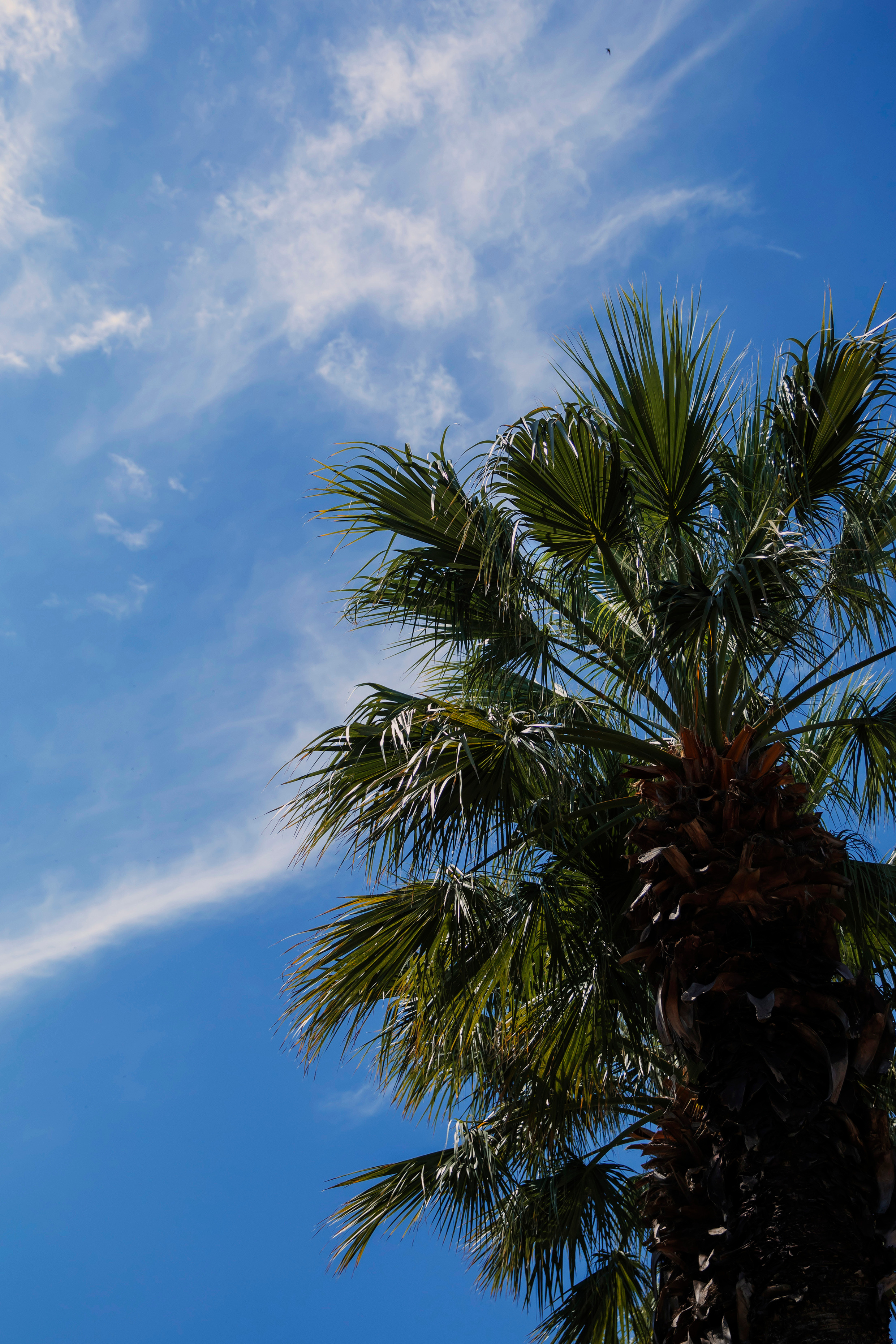 #фотографсочи. Свадебный и семейный фотограф Колоскова Мария (Сочи и весь мир)