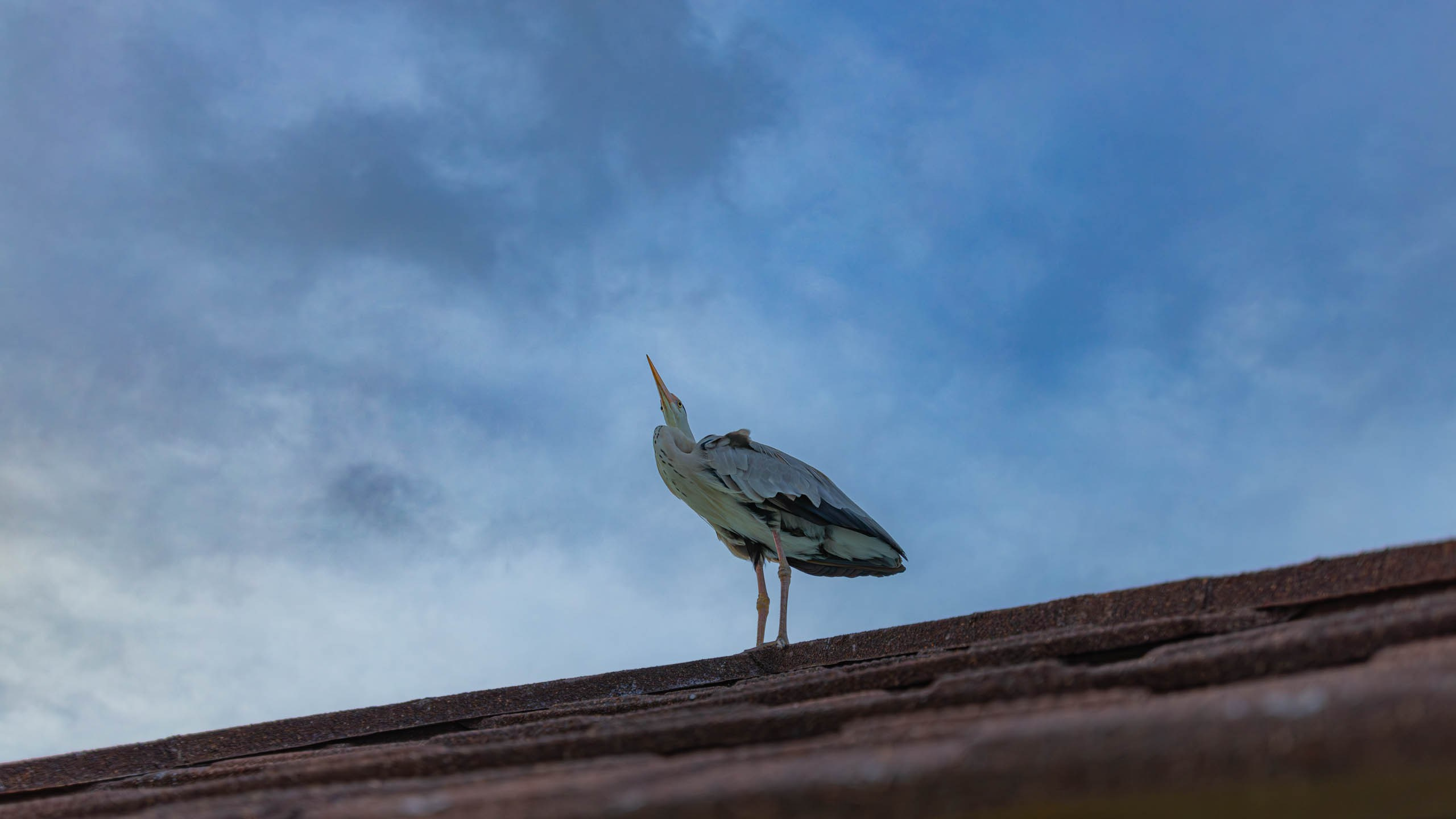 Мальдивы, Ellaidhoo Maldives by Cinnamon