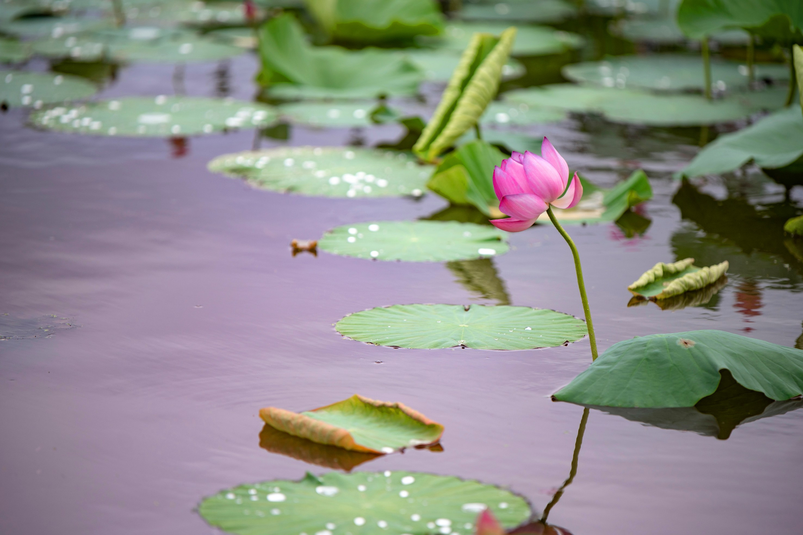 Природа Хабаровского края. Команда фотографов Кристины Ивановой