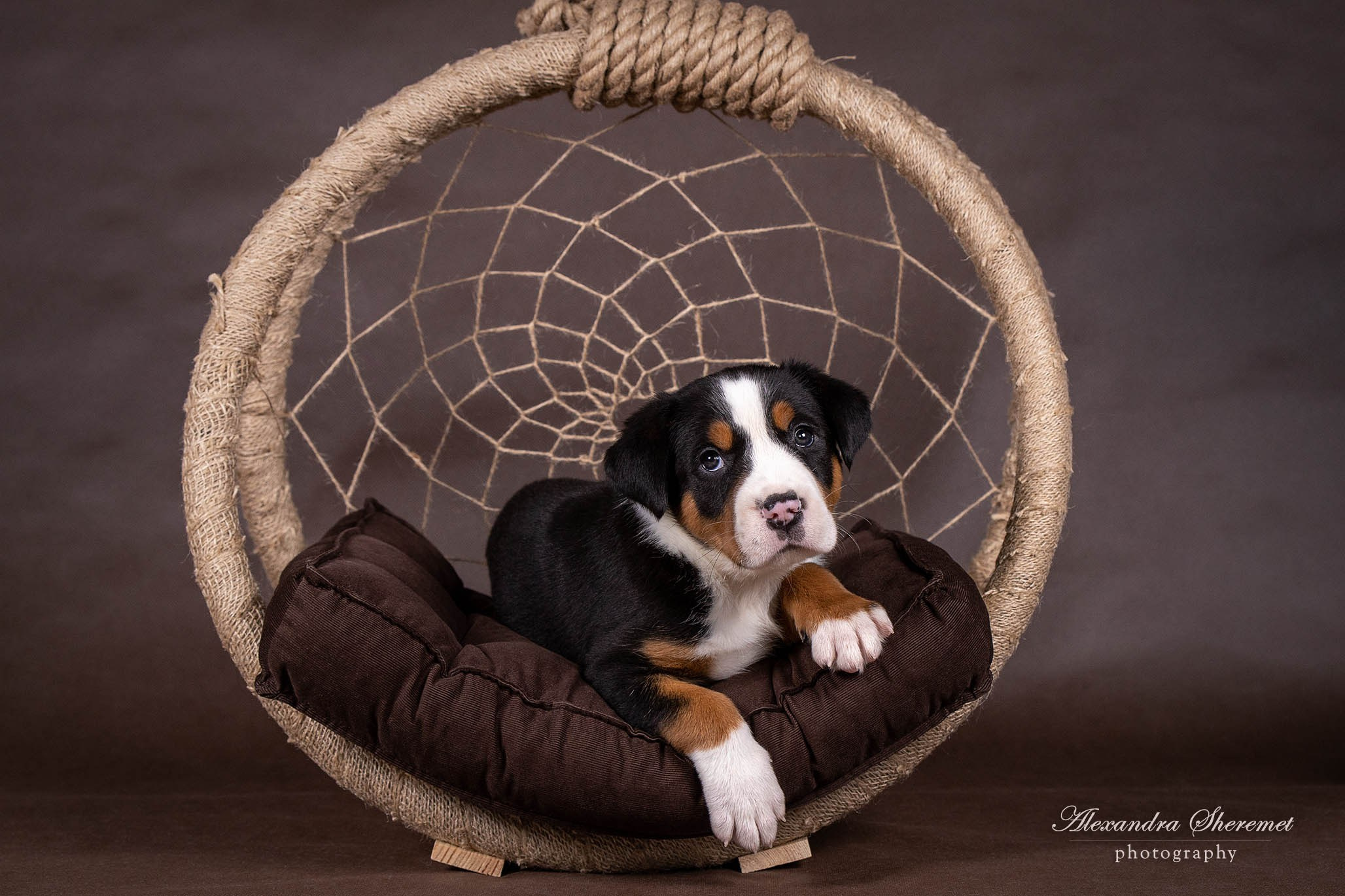 Щенки. Фотограф-анималист Александра Шеремет