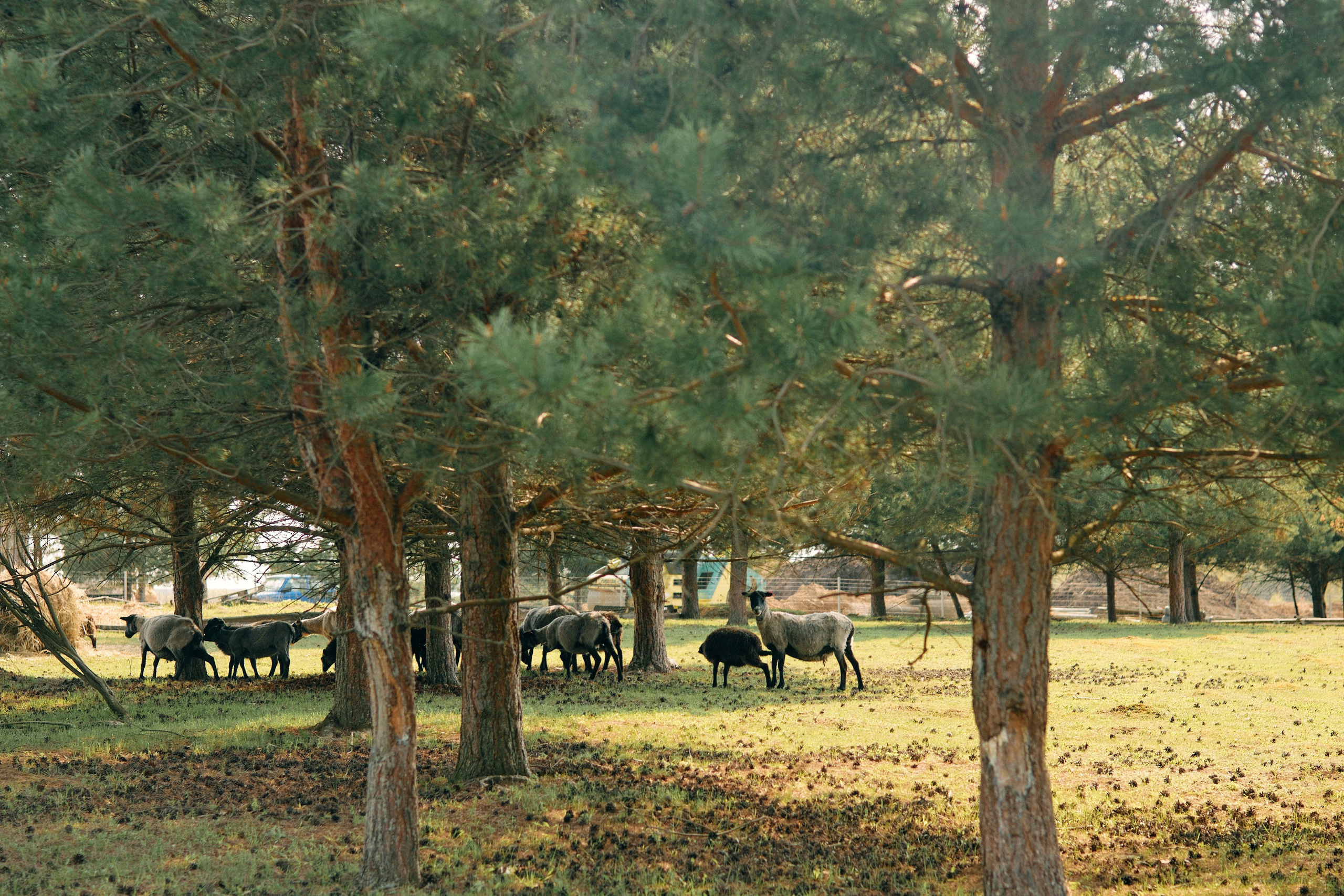 Бутик-отель Поле летом. Профессиональный Фотограф во Владимире, в Москве и в Суздале — Полина Романычева