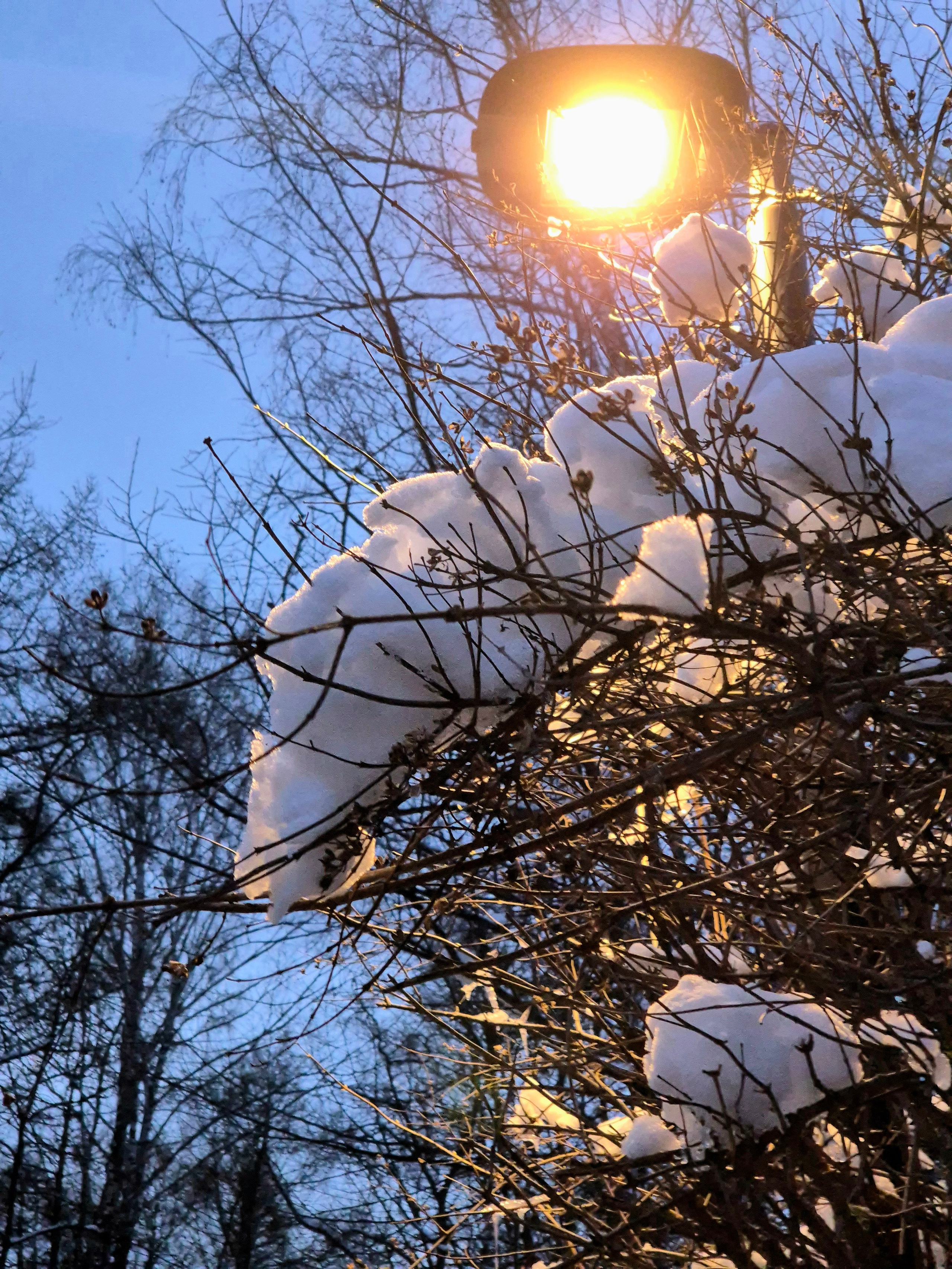 Настоящий январский лес. Смущает только пробивающаяся на веточках листва под снегом
