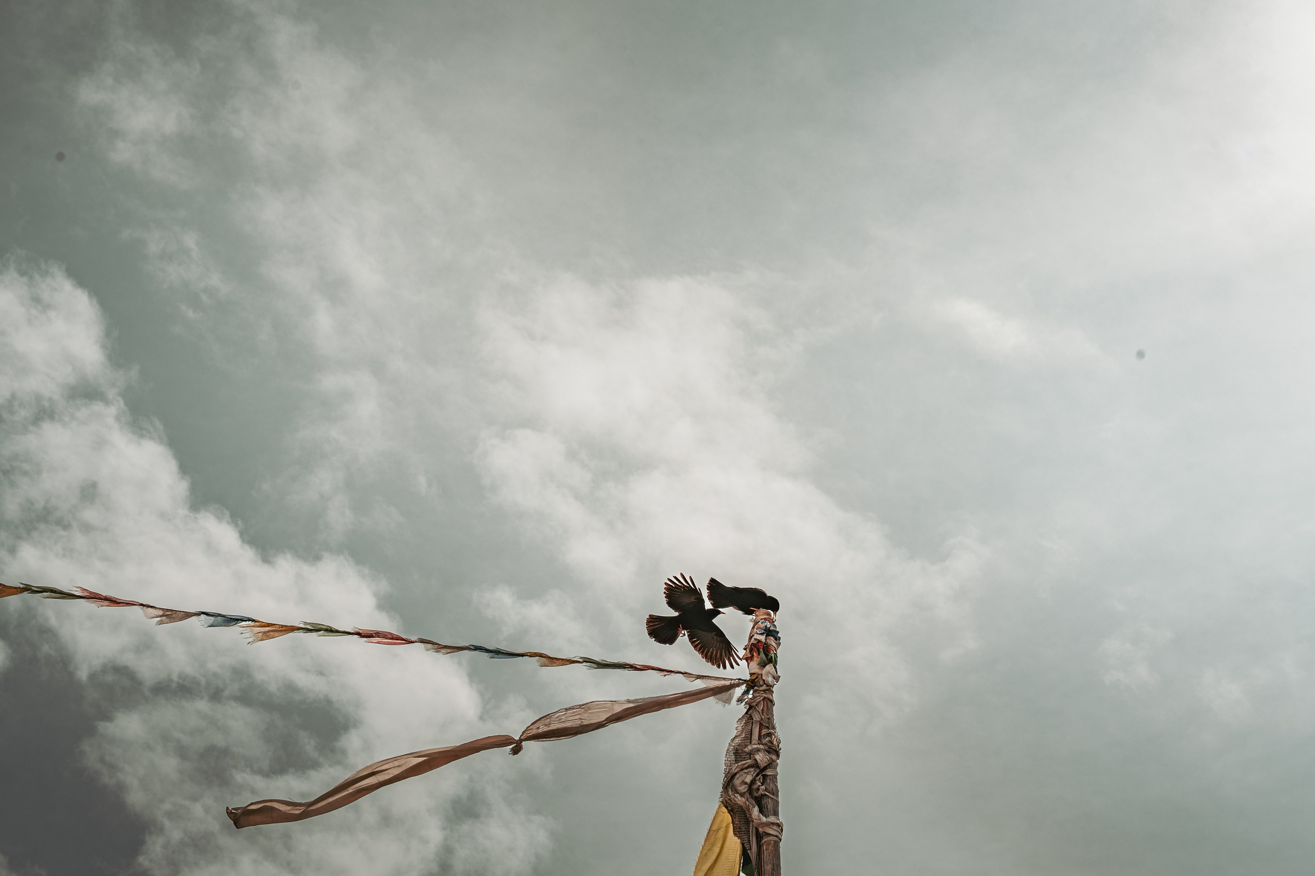 Королевство Мустанг. Dmitry Ippolitov