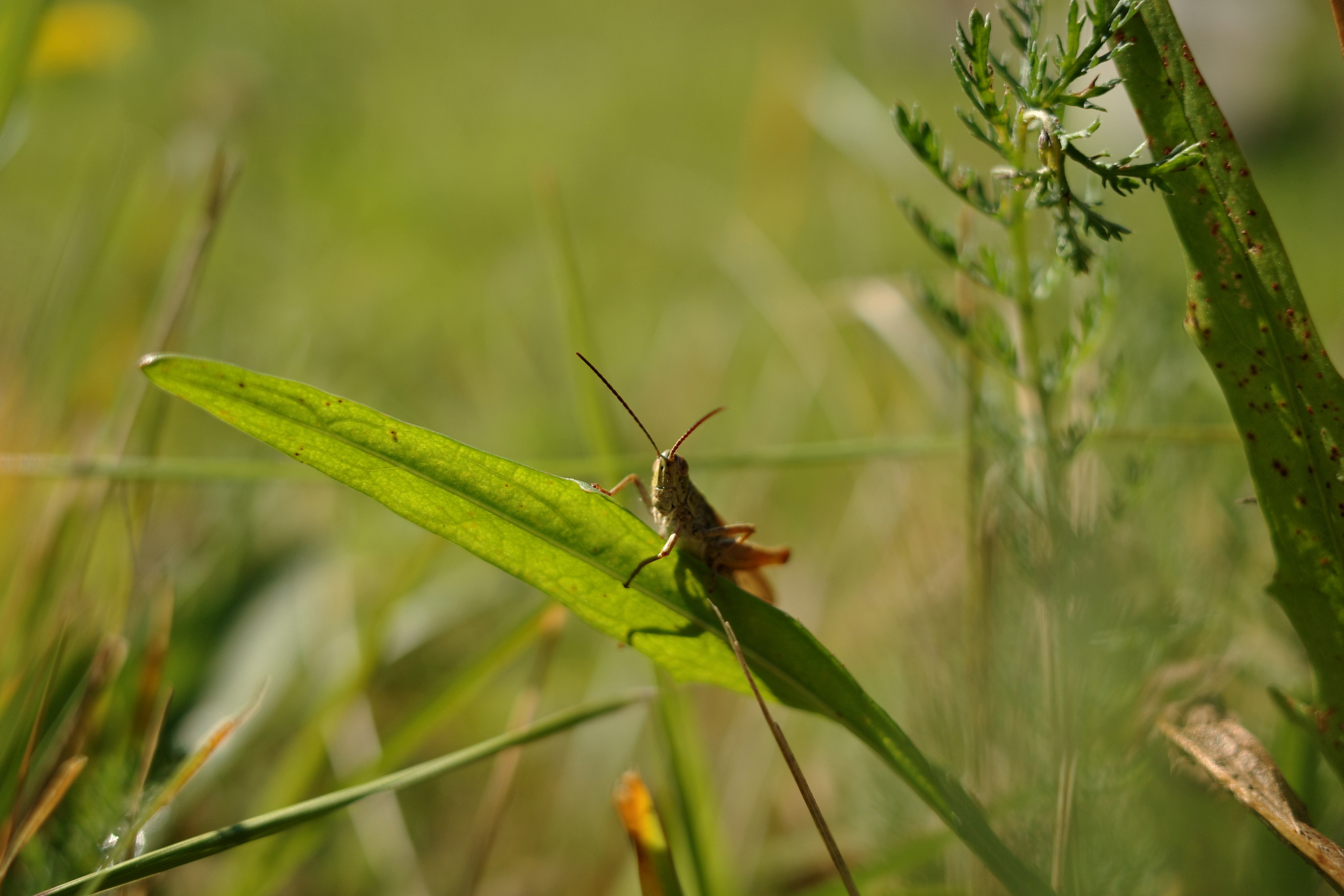 Галерея Ricoh GR3 HDF. Константин Устинов — фотограф