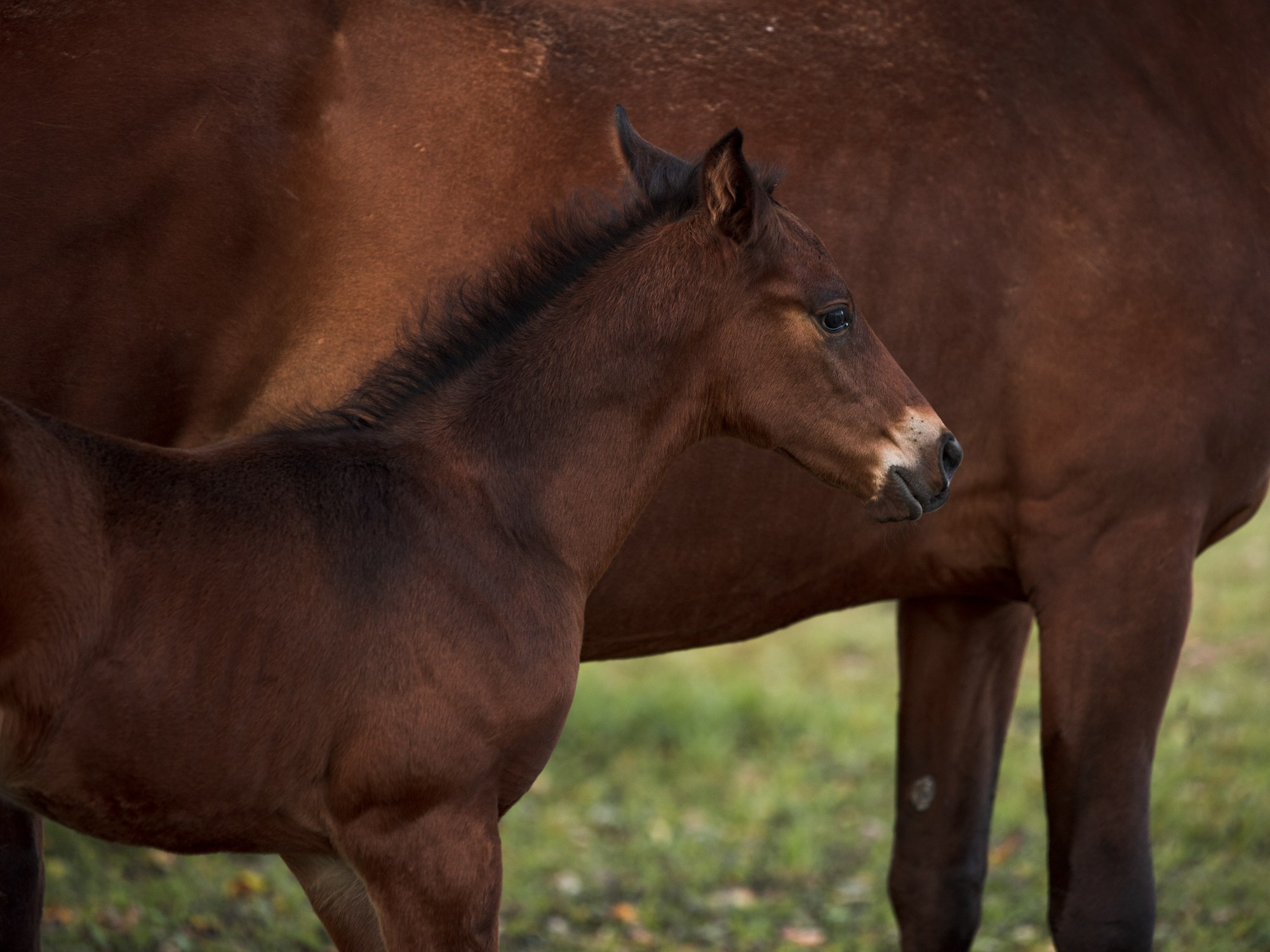 Портрет лошади, лошадь, конь, фото лошади, фотография лошади, конный фотограф, съемка лошадей, фотограф лошадей, конная фотография, конный фотограф, конный фотограф в спб, профессиональный фотограф спб, фотограф спб, ахалтекинец, рысак, спортивная лошадь, конный клуб, фотосессия с лошадьми, тракененская лошадь, тяжеловоз, лошадь, жеребцы, игры жеребцов, табун, в табуне, свободные лошади, жеребенок